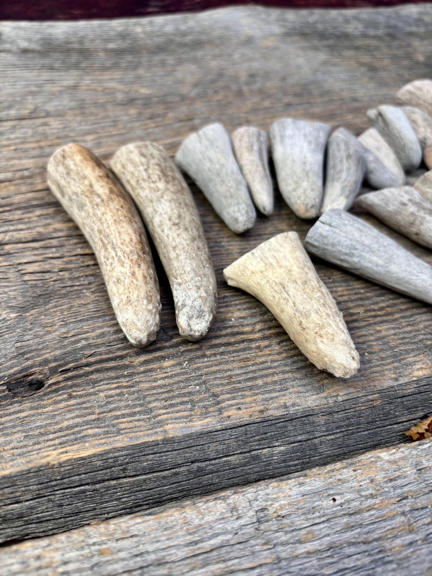 Stubby Antler Tips - (20 pcs) ~1”-3” Older Moose Antler tips “teeth” for Crafting decor and more!