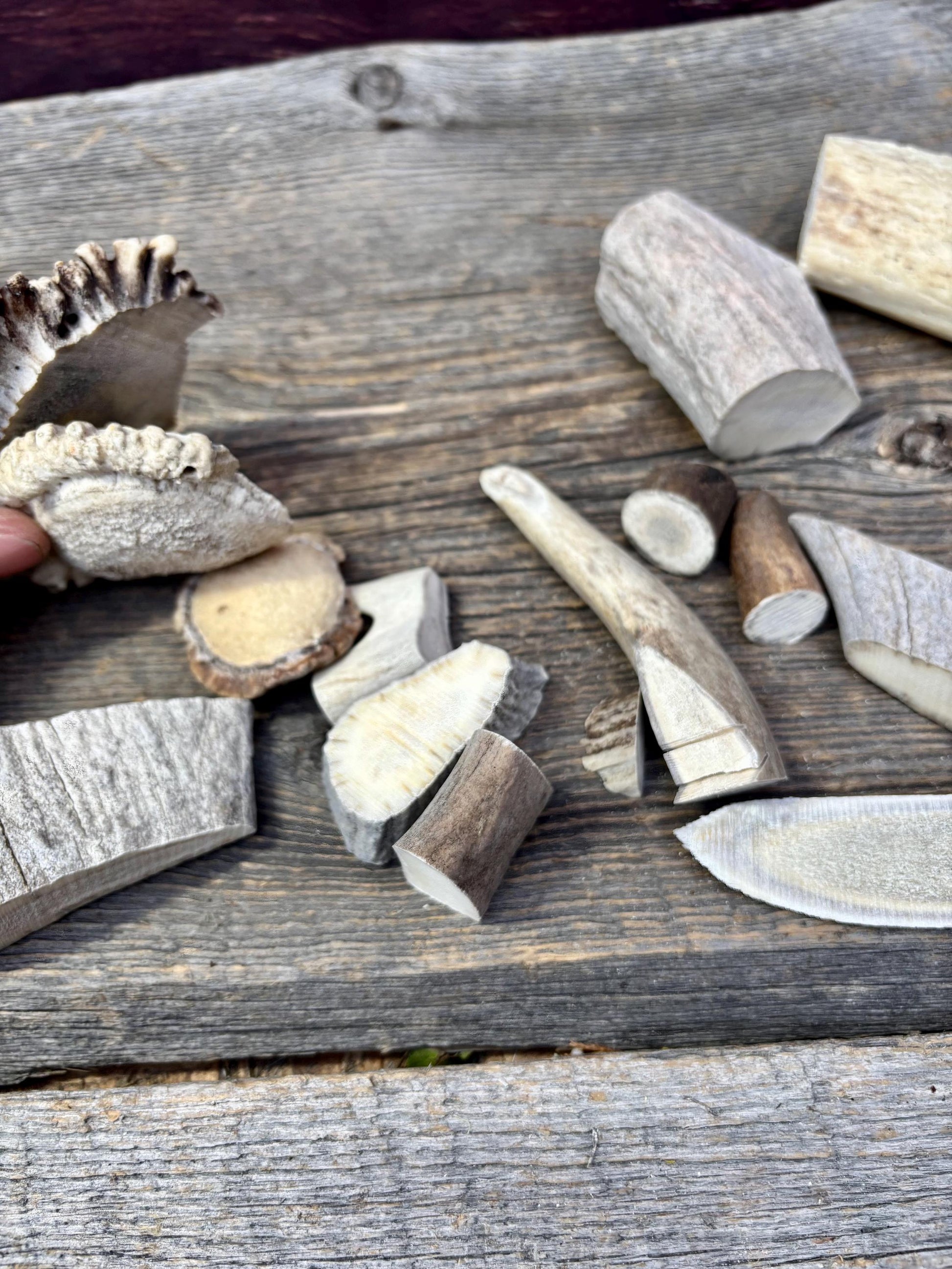 Deer, Moose and Elk Antler Chunks and Trimmings, small chunks and Trimmings and Tips. Useable for Crafting, Decor and More!
