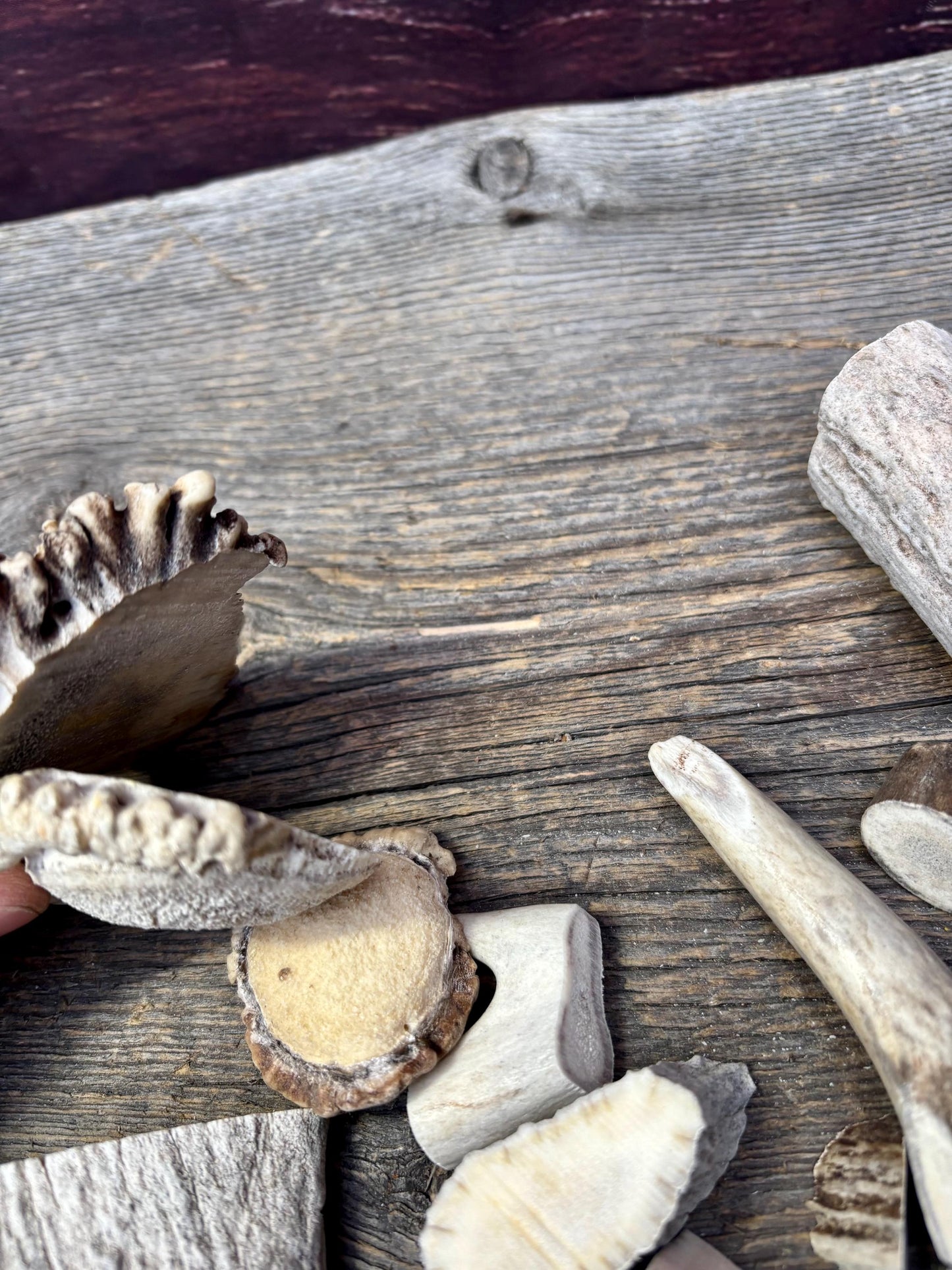 Deer, Moose and Elk Antler Chunks and Trimmings, small chunks and Trimmings and Tips. Useable for Crafting, Decor and More!