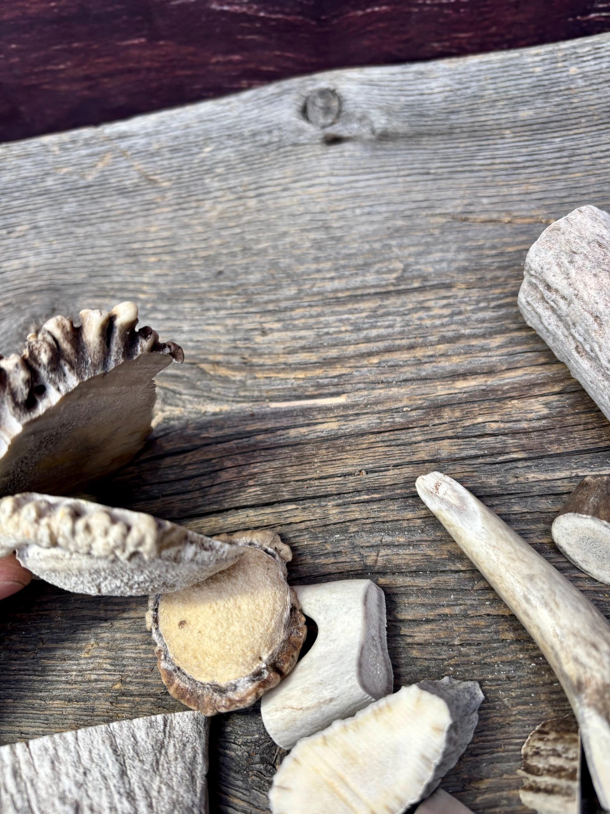Deer, Moose and Elk Antler Chunks and Trimmings, small chunks and Trimmings and Tips. Useable for Crafting, Decor and More!