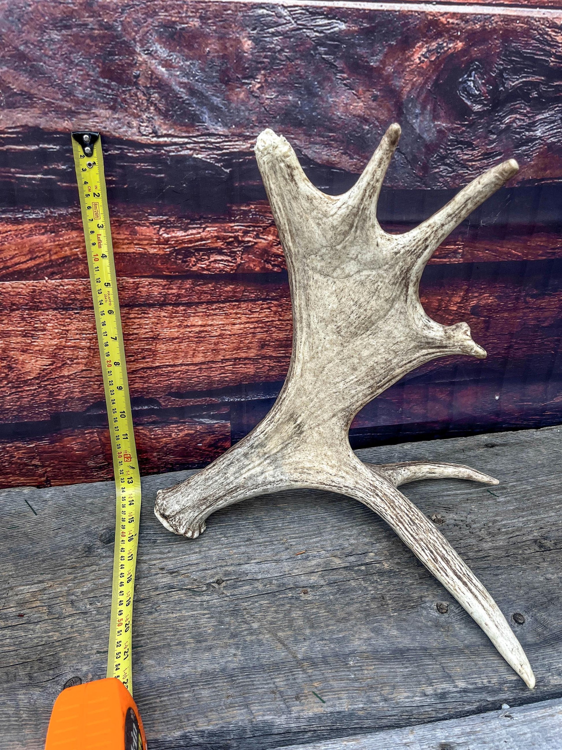 Moose Antler Set - Found 1 Year Apart: Crafting, Decor and More