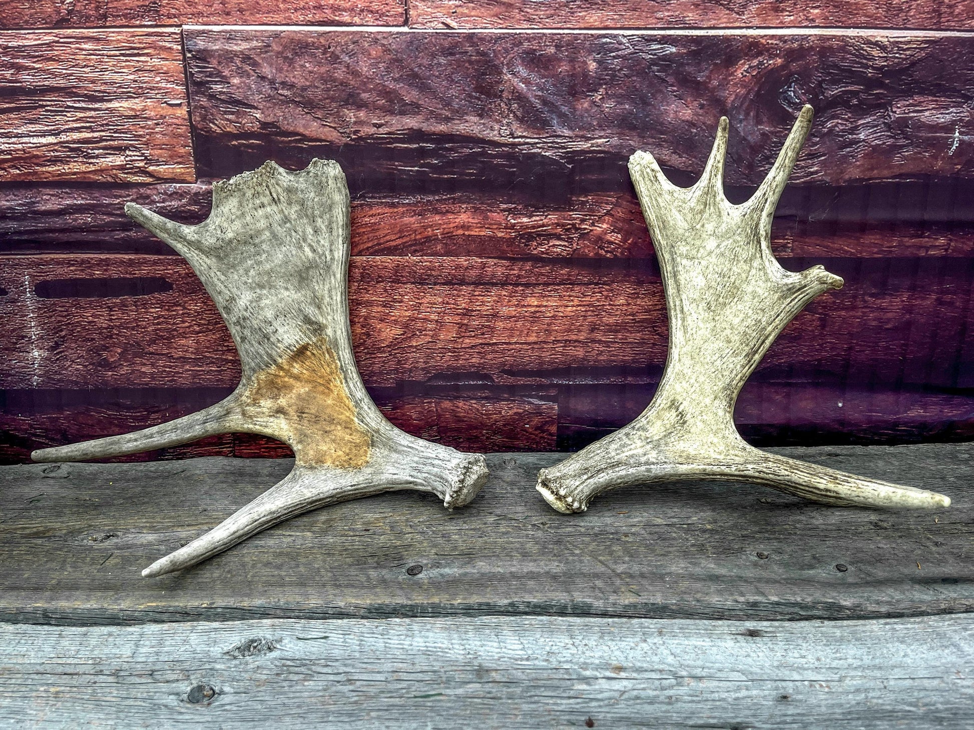 Moose Antler Set - Found 1 Year Apart: Crafting, Decor and More