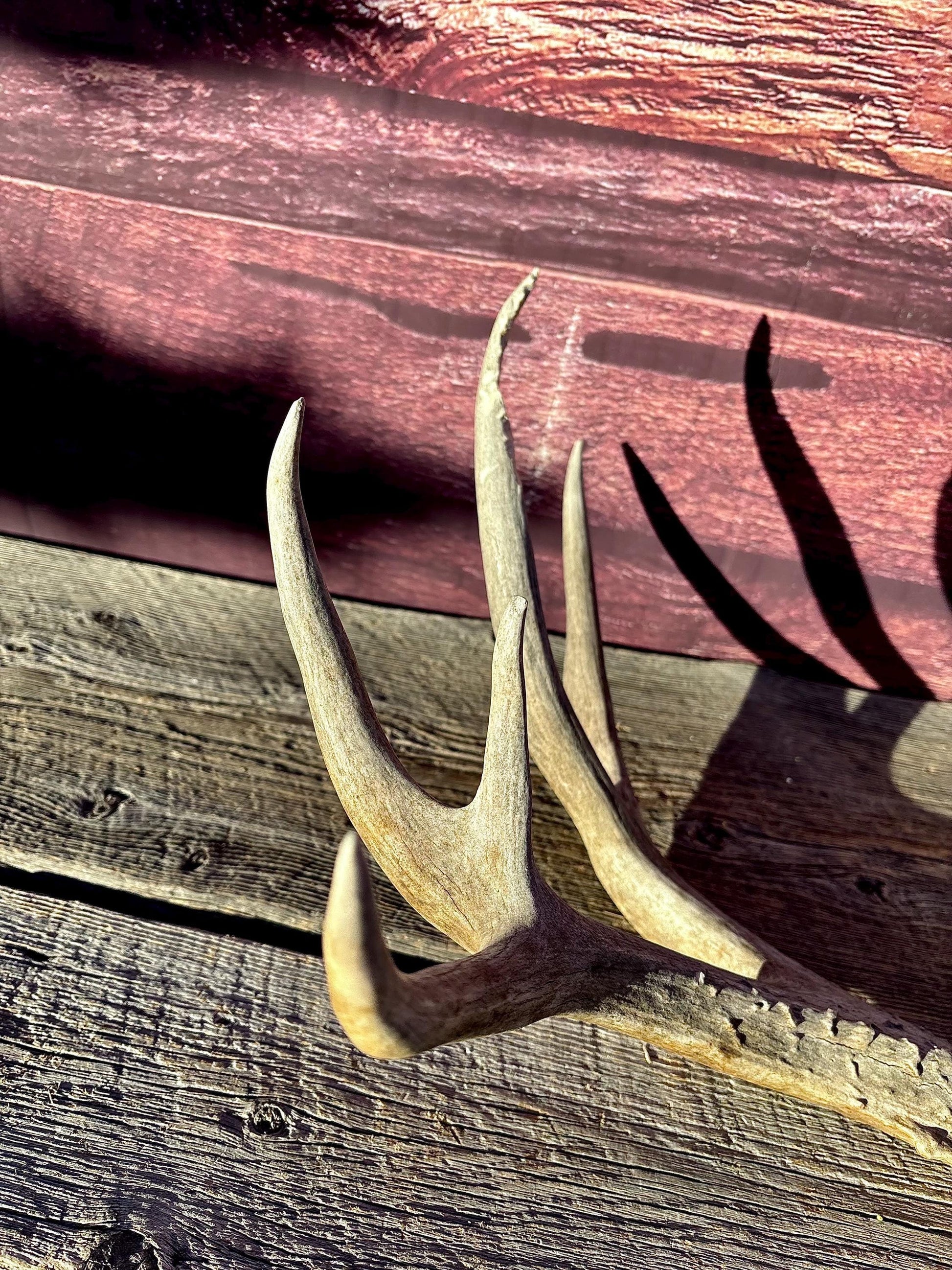 Large Mule deer Antler. Heavy Mass. Saskatchewan Mule deer. Rustic decor, centrepiece, crafting and more!