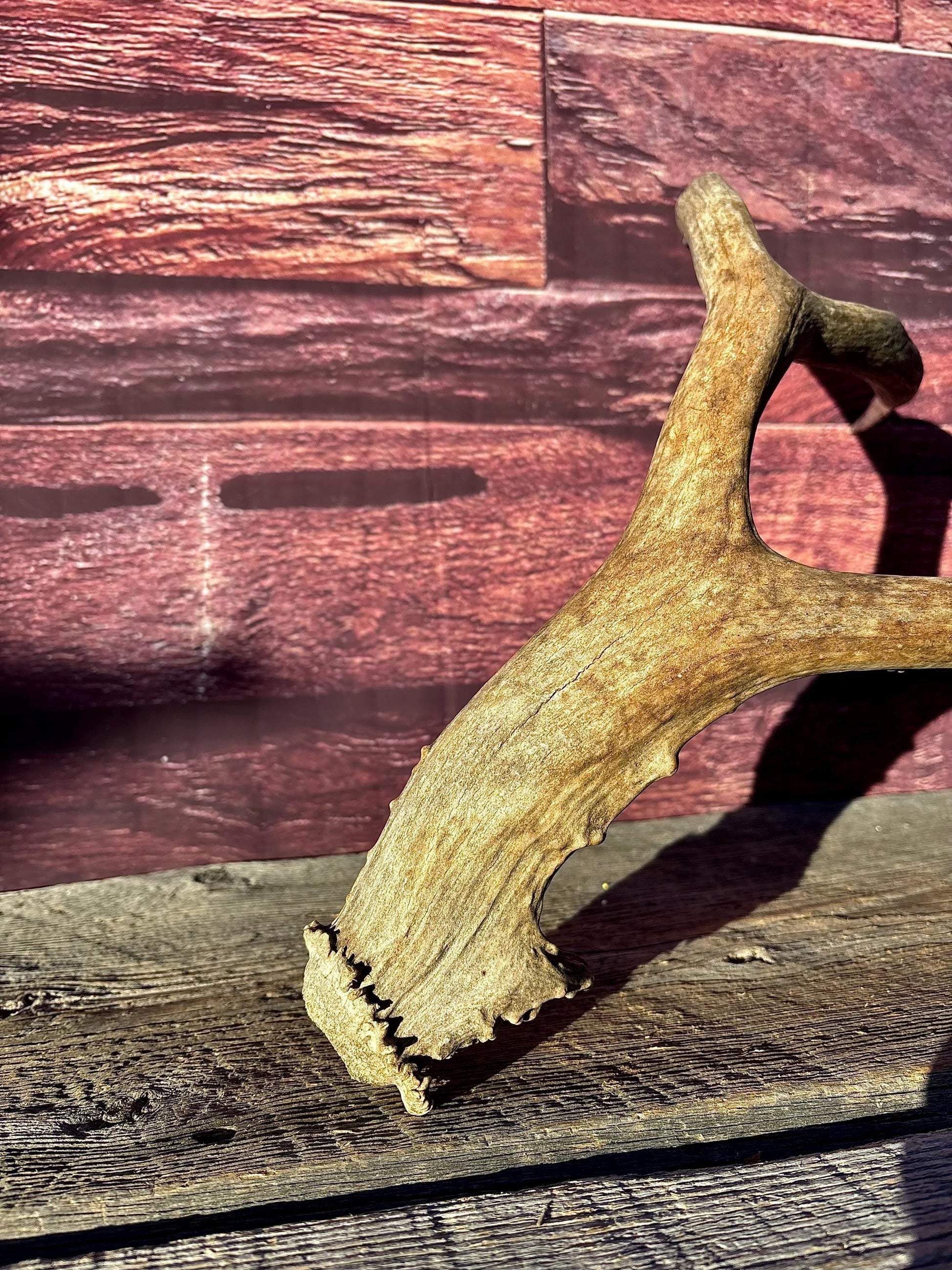 Large Mule deer Antler. Heavy Mass. Saskatchewan Mule deer. Rustic decor, centrepiece, crafting and more!