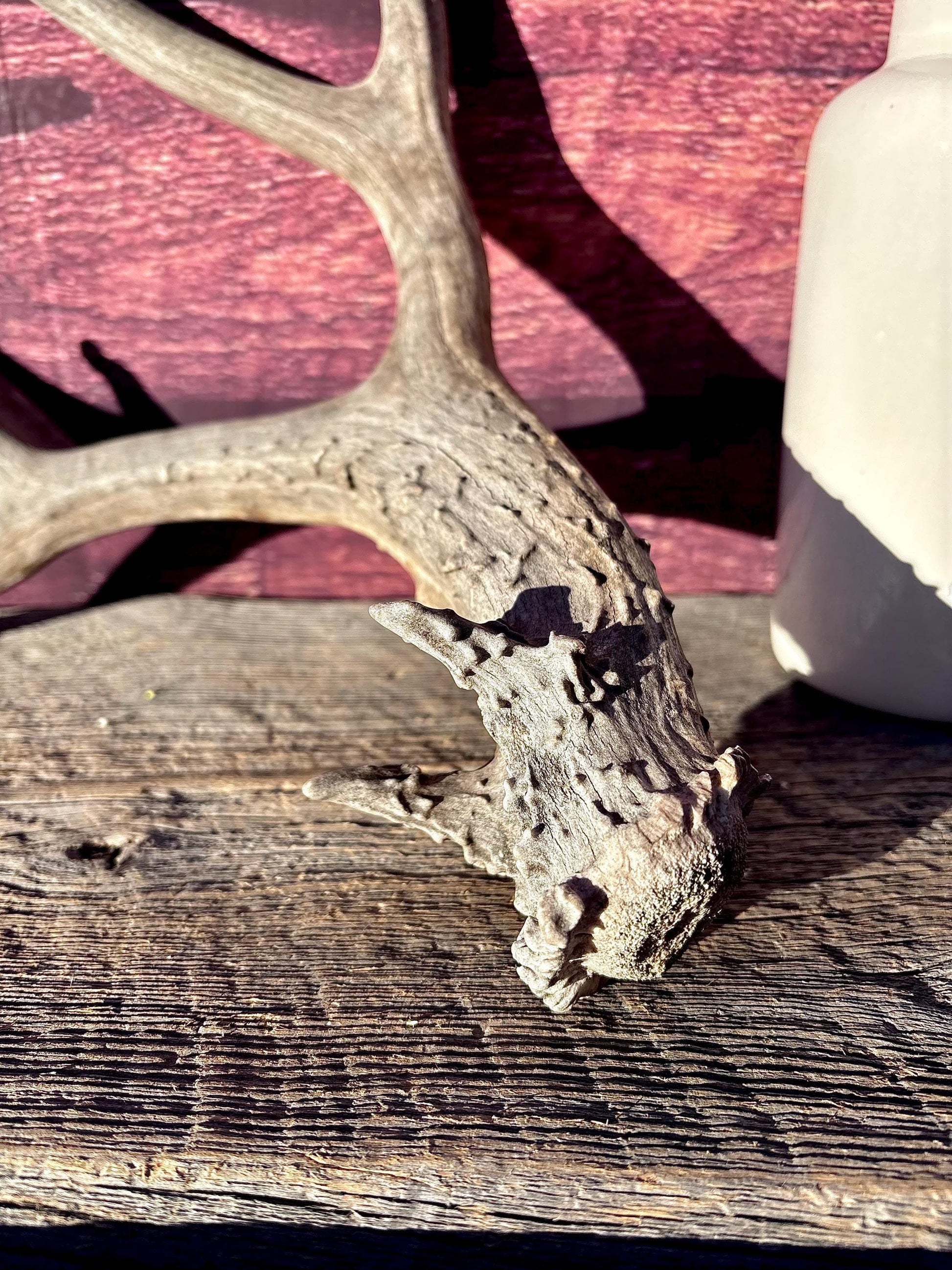 Large Mule deer Antler. Heavy Mass. Saskatchewan Mule deer. Rustic decor, centrepiece, crafting and more!