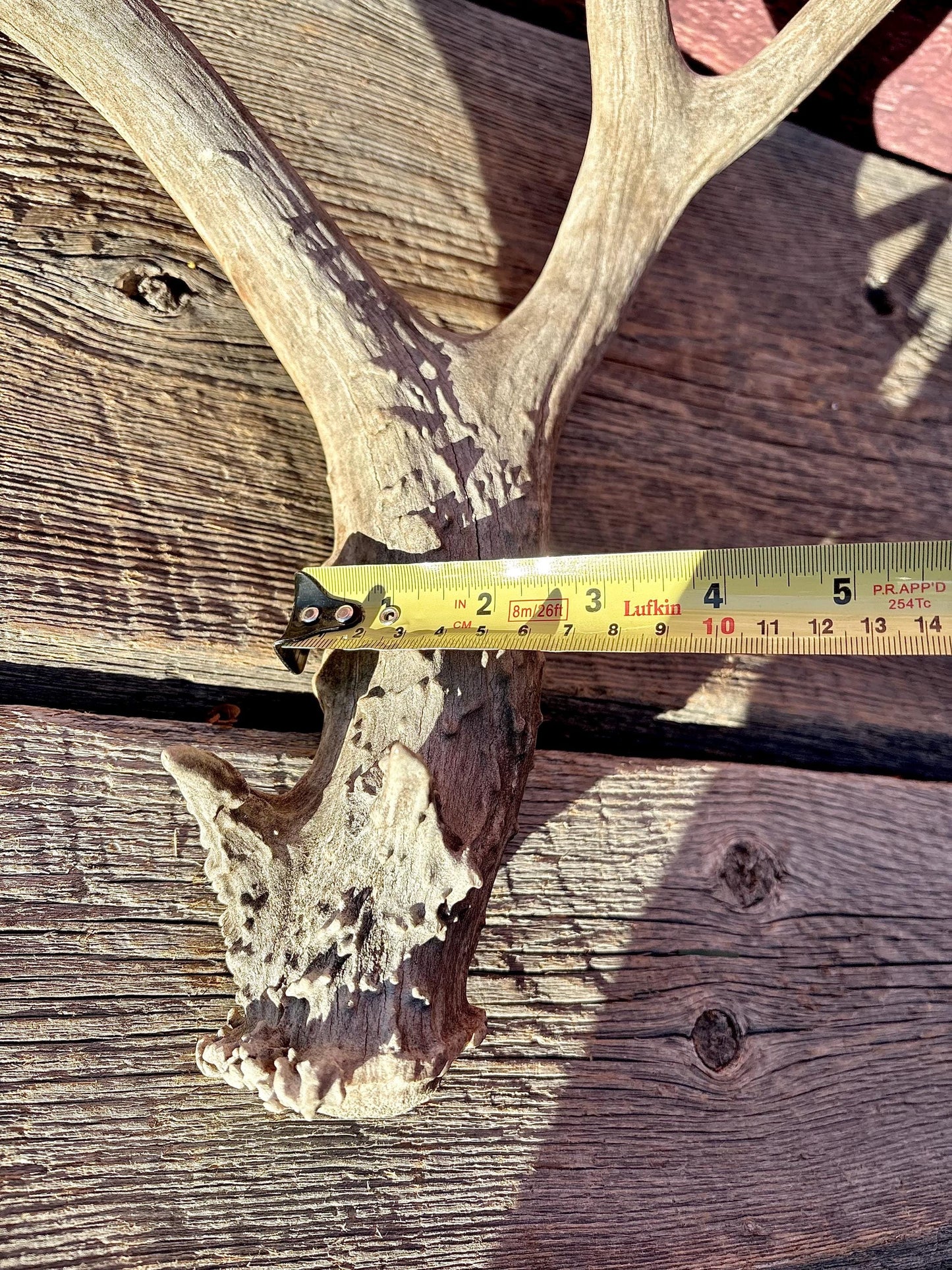 Large Mule deer Antler. Heavy Mass. Saskatchewan Mule deer. Rustic decor, centrepiece, crafting and more!