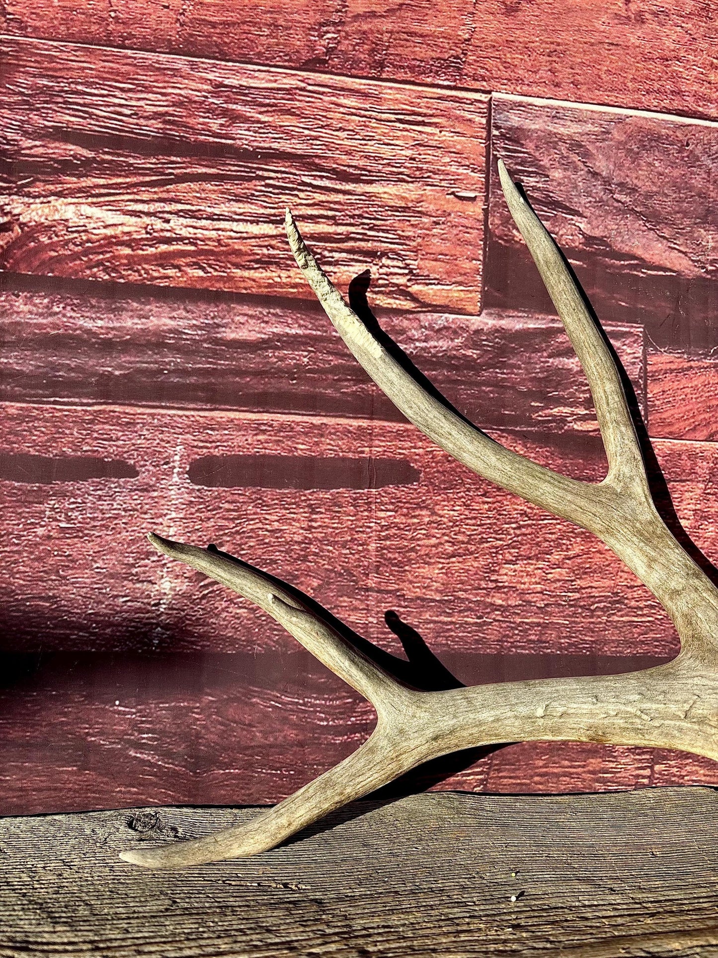 Large Mule deer Antler. Heavy Mass. Saskatchewan Mule deer. Rustic decor, centrepiece, crafting and more!