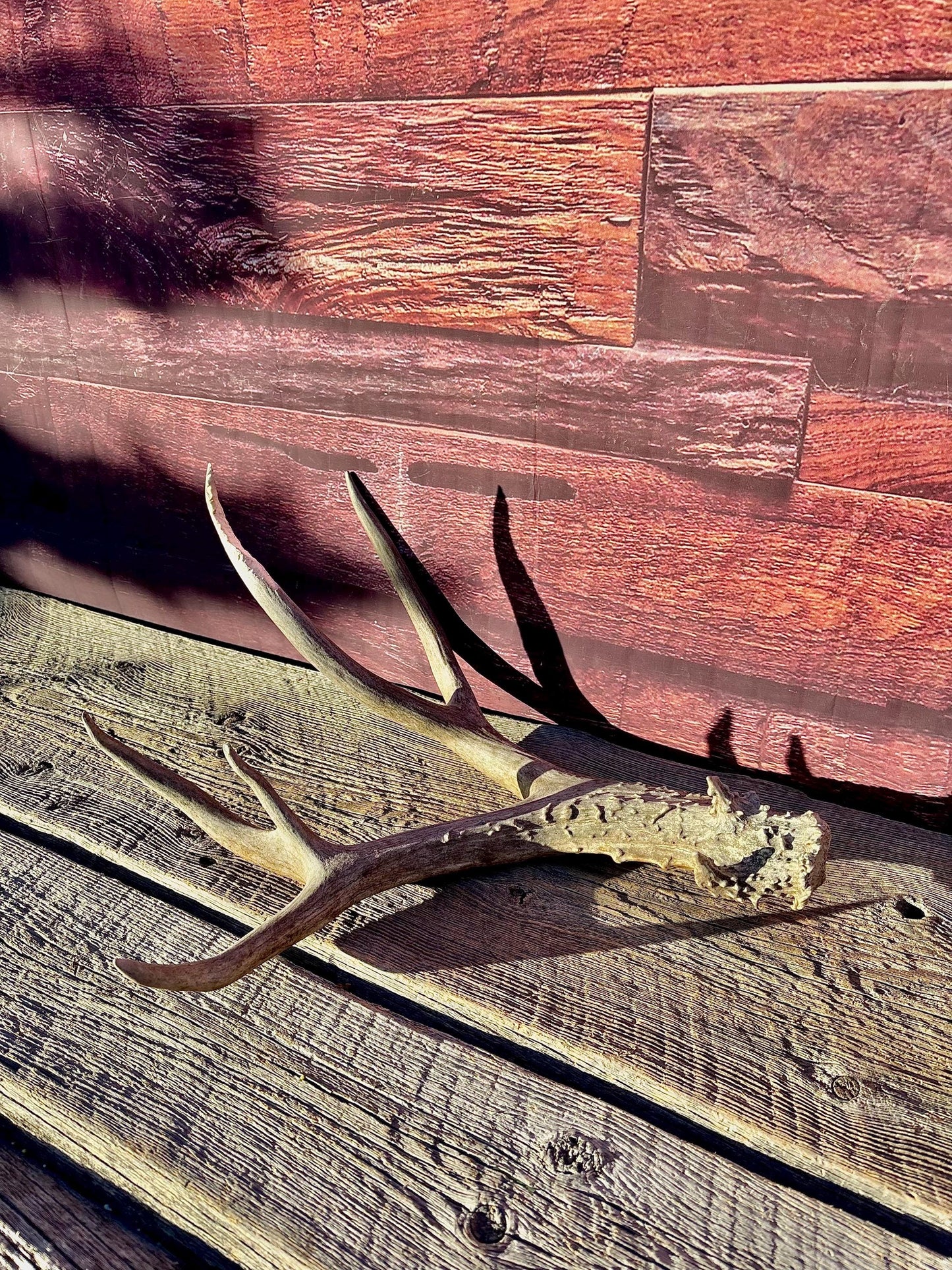Large Mule deer Antler. Heavy Mass. Saskatchewan Mule deer. Rustic decor, centrepiece, crafting and more!
