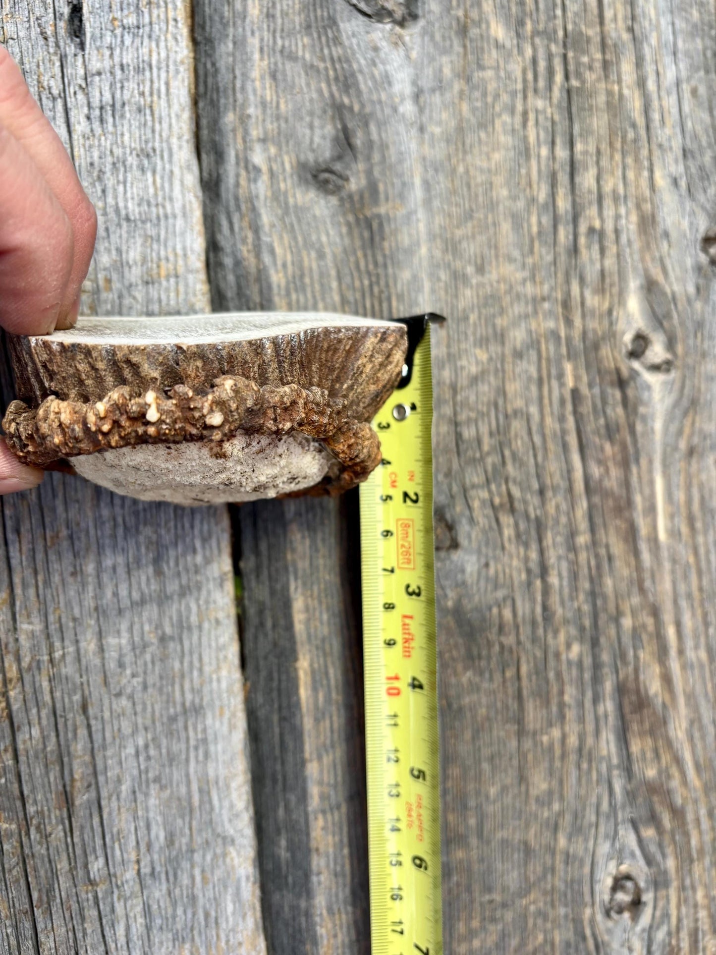 2 Large Elk Antler Bases & 2 Small Moose Antler Bases or “Rosettes” For Crafting, Decor and More