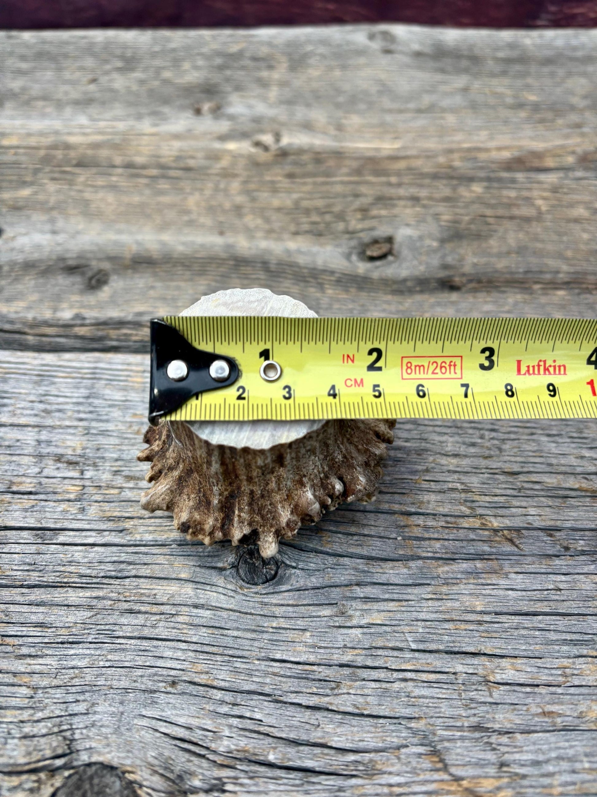 2 Large Elk Antler Bases & 2 Small Moose Antler Bases or “Rosettes” For Crafting, Decor and More
