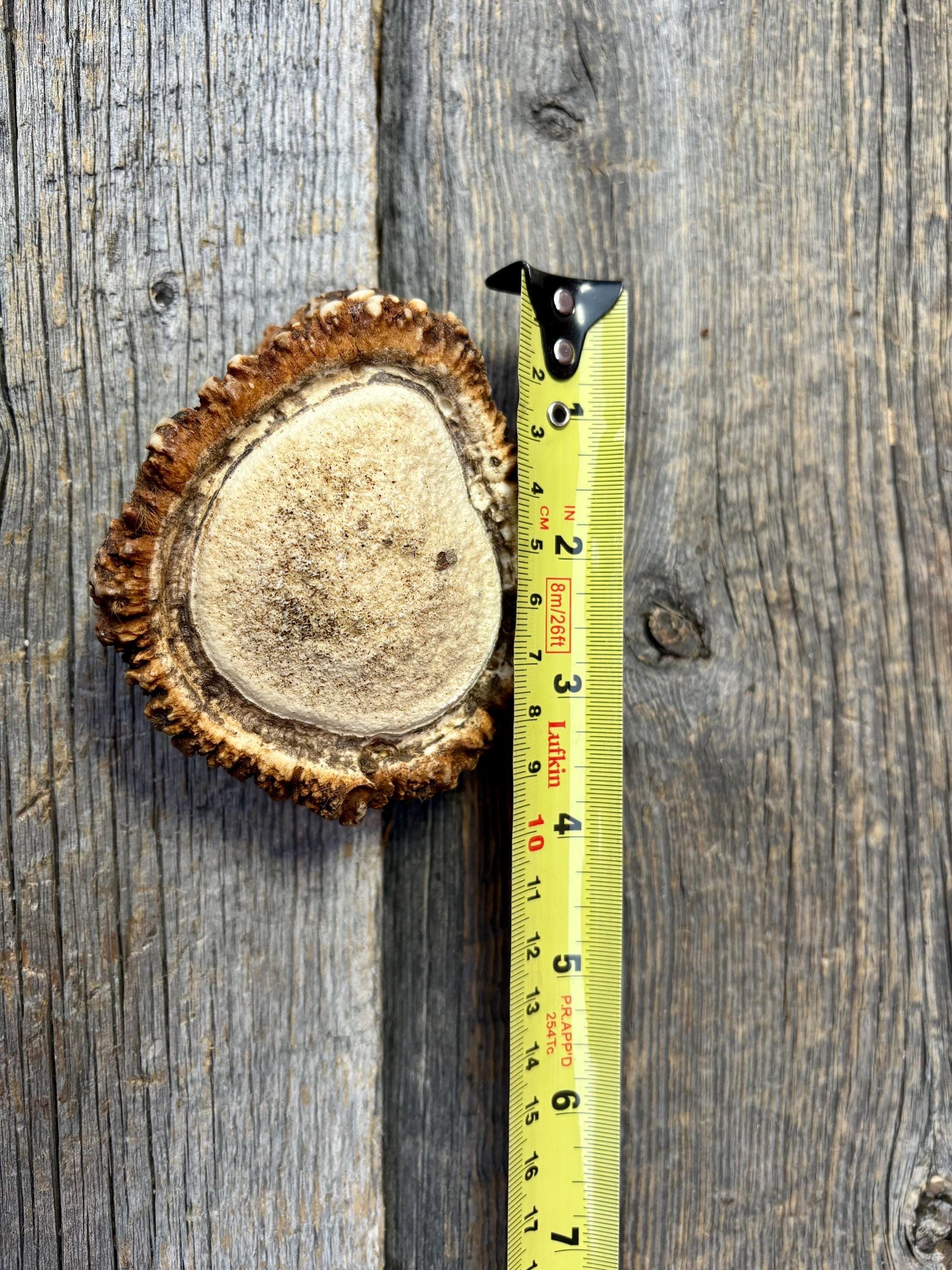 2 Large Elk Antler Bases & 2 Small Moose Antler Bases or “Rosettes” For Crafting, Decor and More