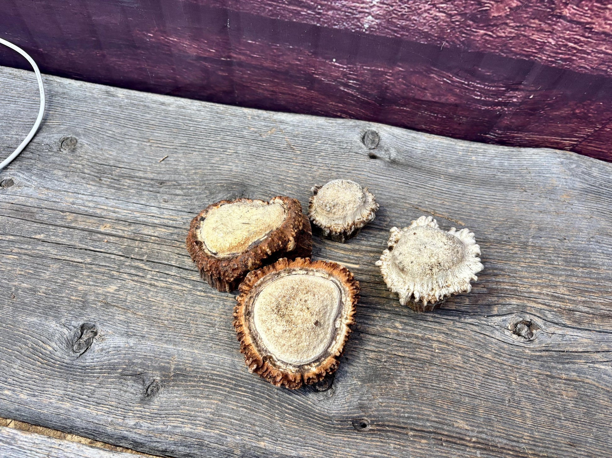 2 Large Elk Antler Bases & 2 Small Moose Antler Bases or “Rosettes” For Crafting, Decor and More