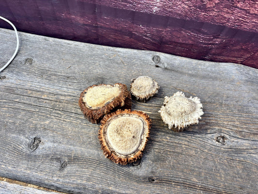 2 Large Elk Antler Bases & 2 Small Moose Antler Bases or “Rosettes” For Crafting, Decor and More