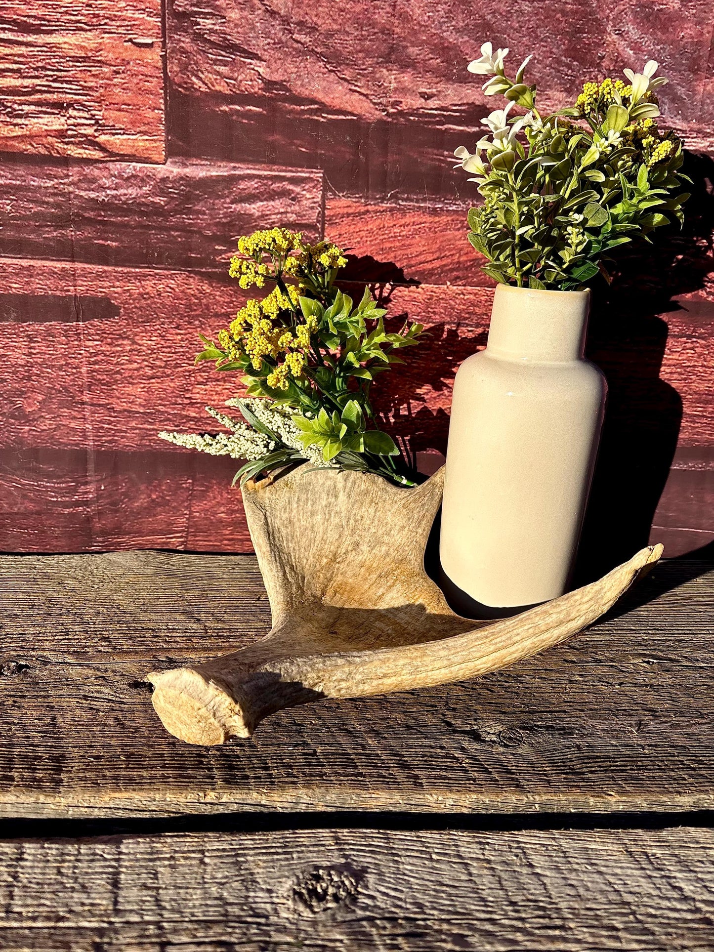 Old Moose Antler. For crafting, decor and more