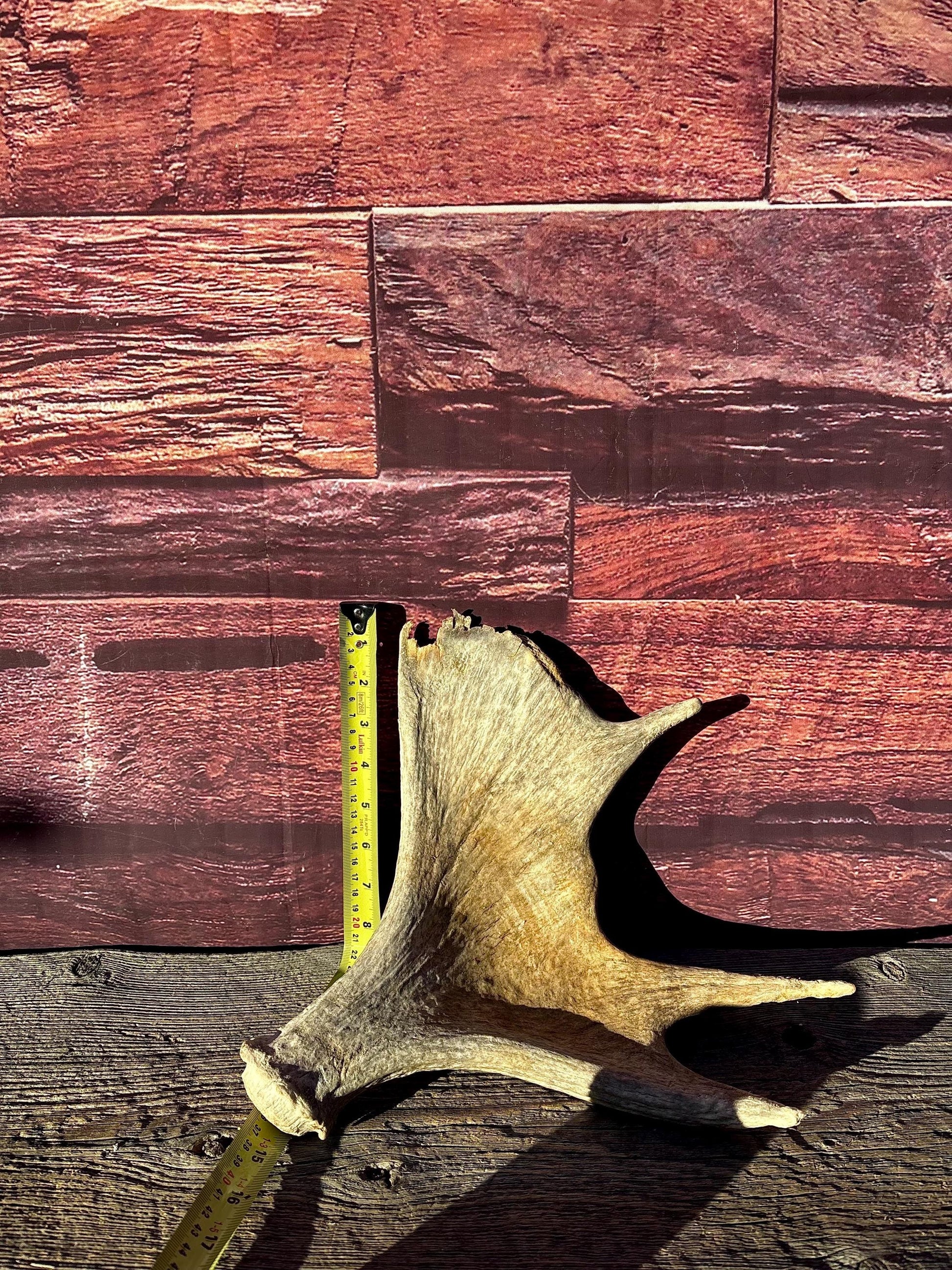 Old Moose Antler. For crafting, decor and more