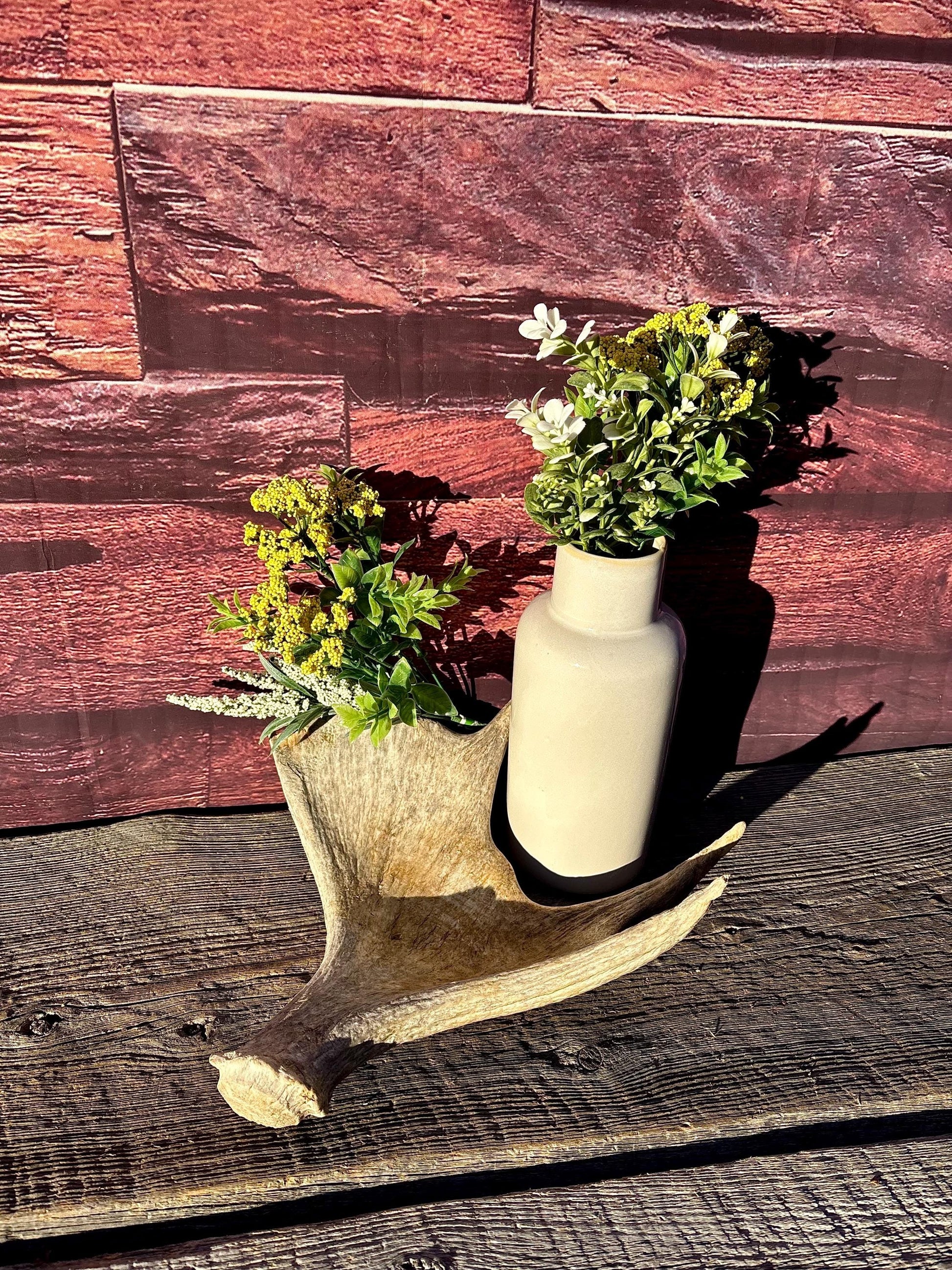 Old Moose Antler. For crafting, decor and more