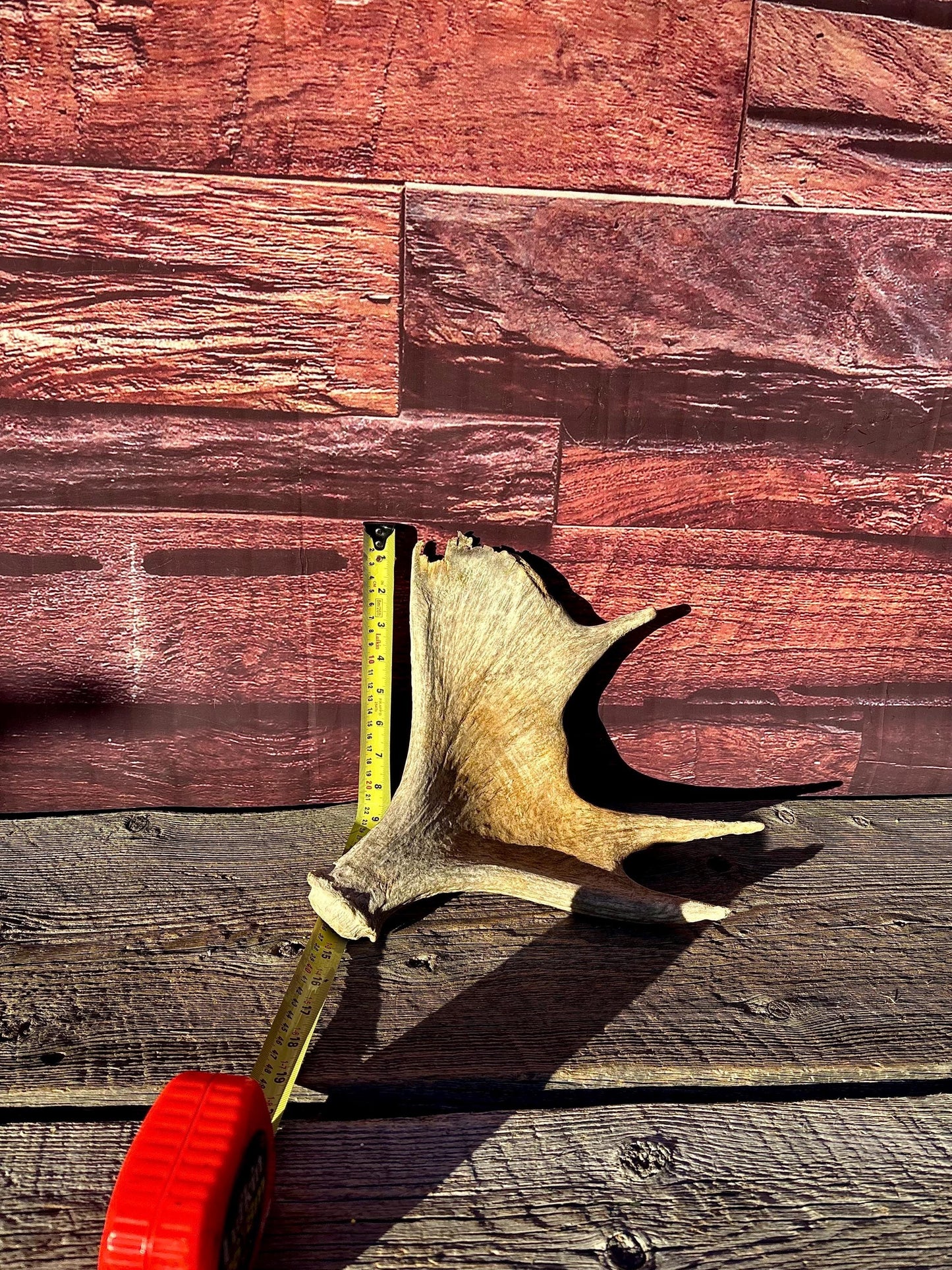 Old Moose Antler. For crafting, decor and more