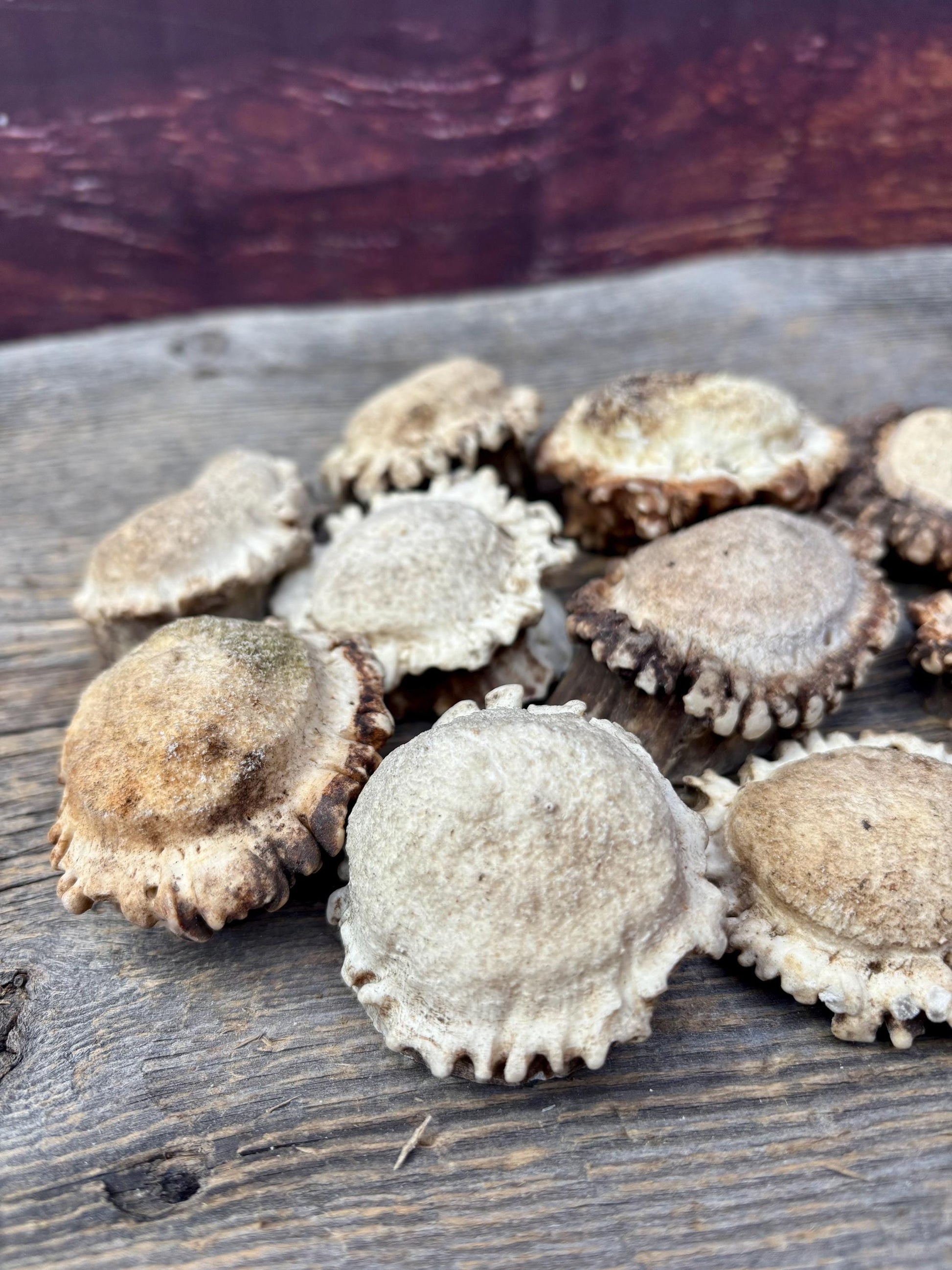 10 Large Deer Antler Rosettes. For Crafting, Decor and More