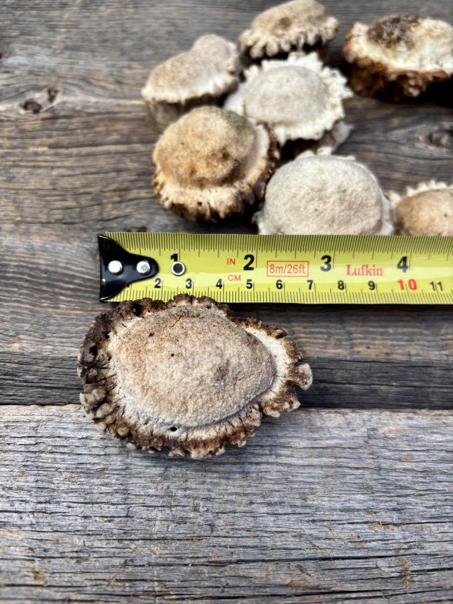 10 Large Deer Antler Rosettes. For Crafting, Decor and More