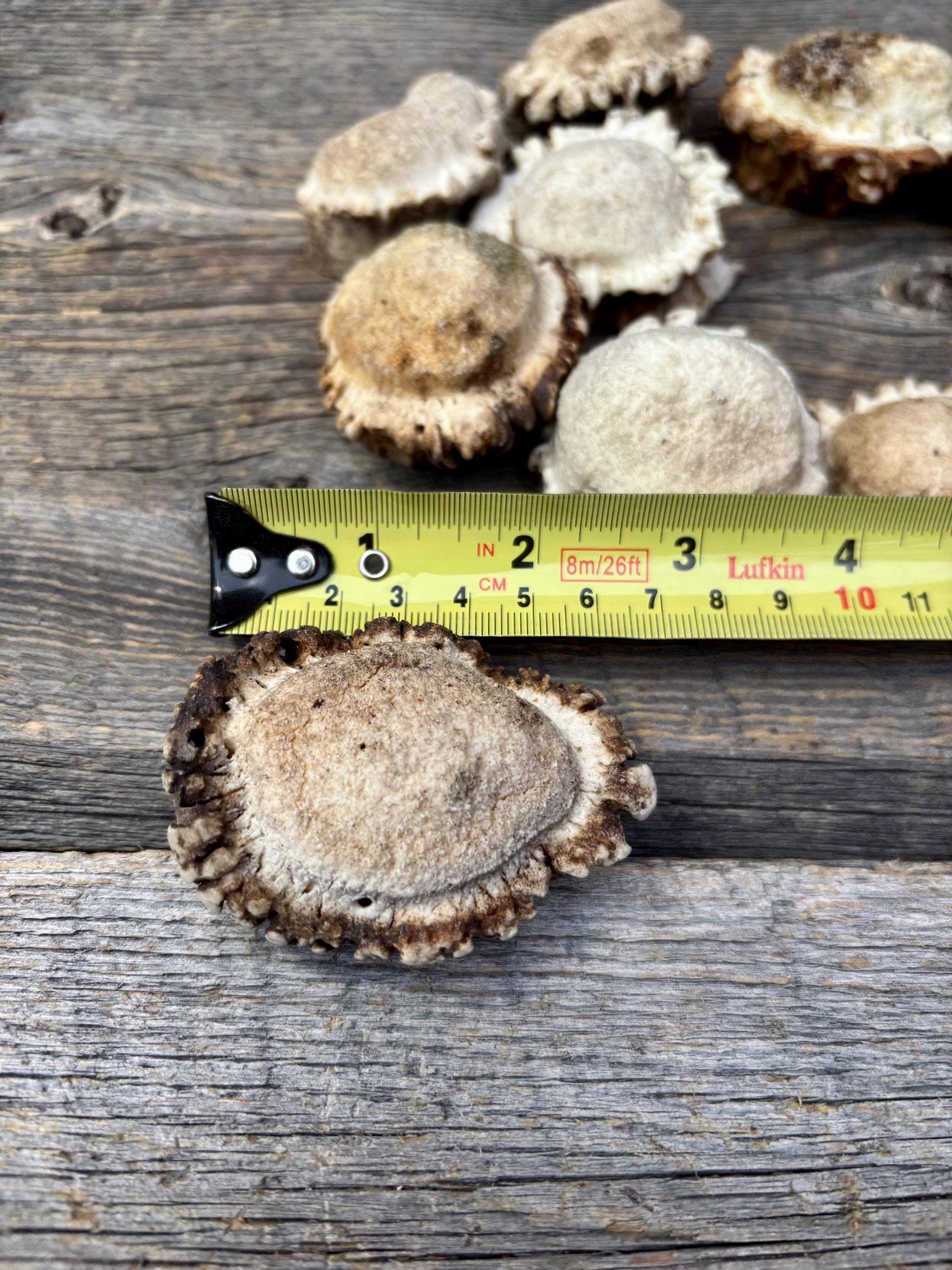 10 Large Deer Antler Rosettes. For Crafting, Decor and More