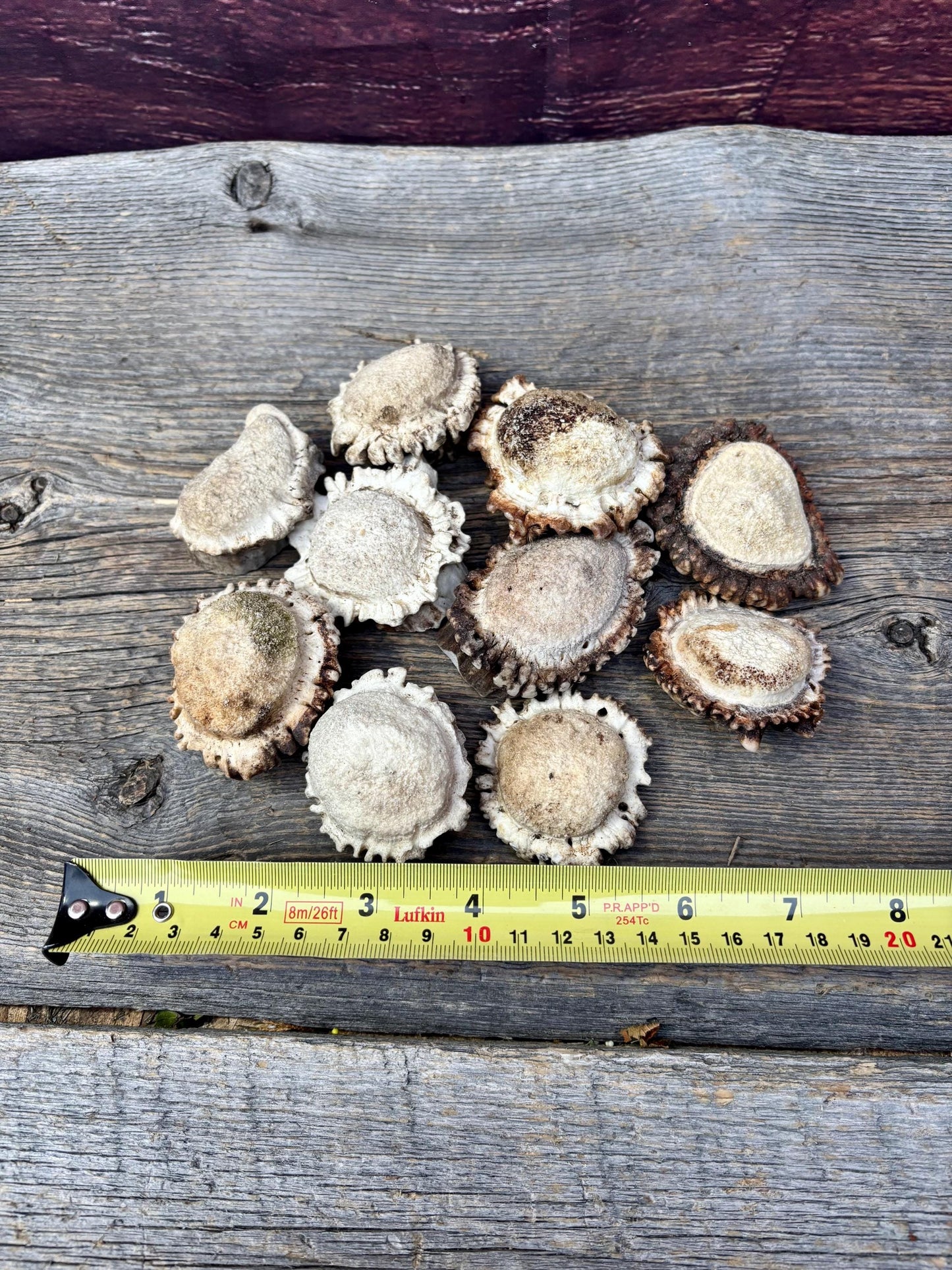 10 Large Deer Antler Rosettes. For Crafting, Decor and More
