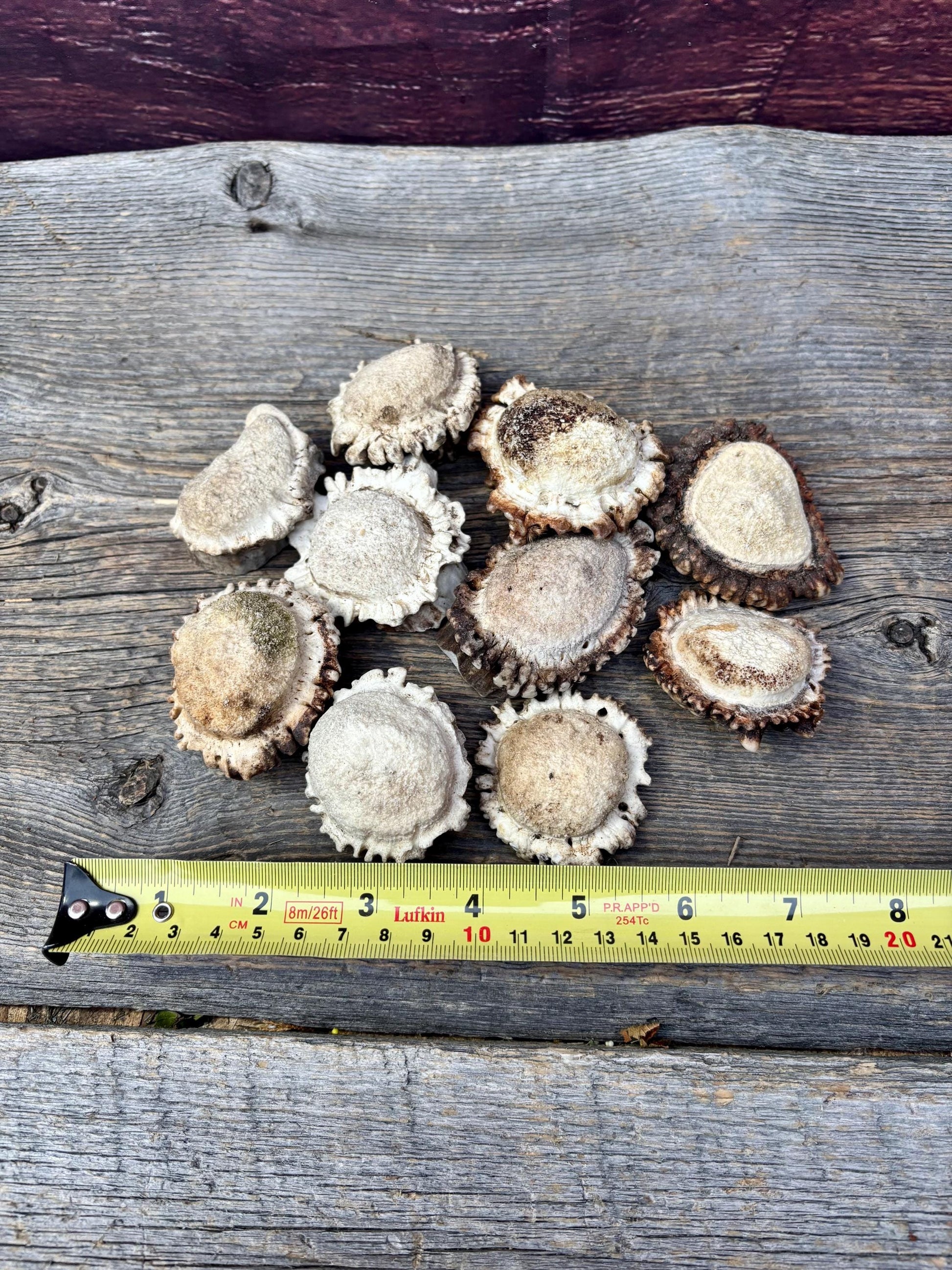 10 Large Deer Antler Rosettes. For Crafting, Decor and More