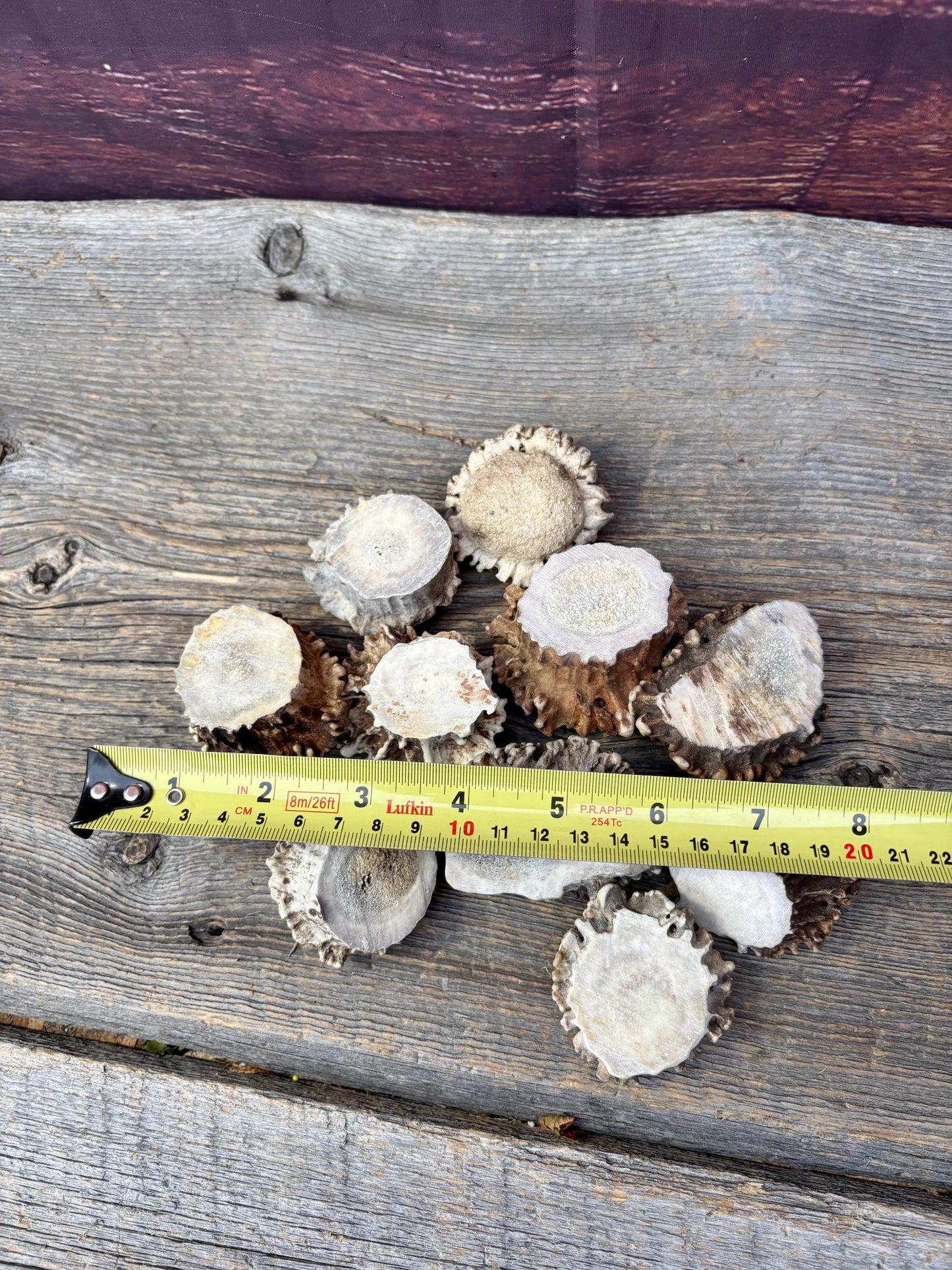 10 Large Deer Antler Rosettes. For Crafting, Decor and More