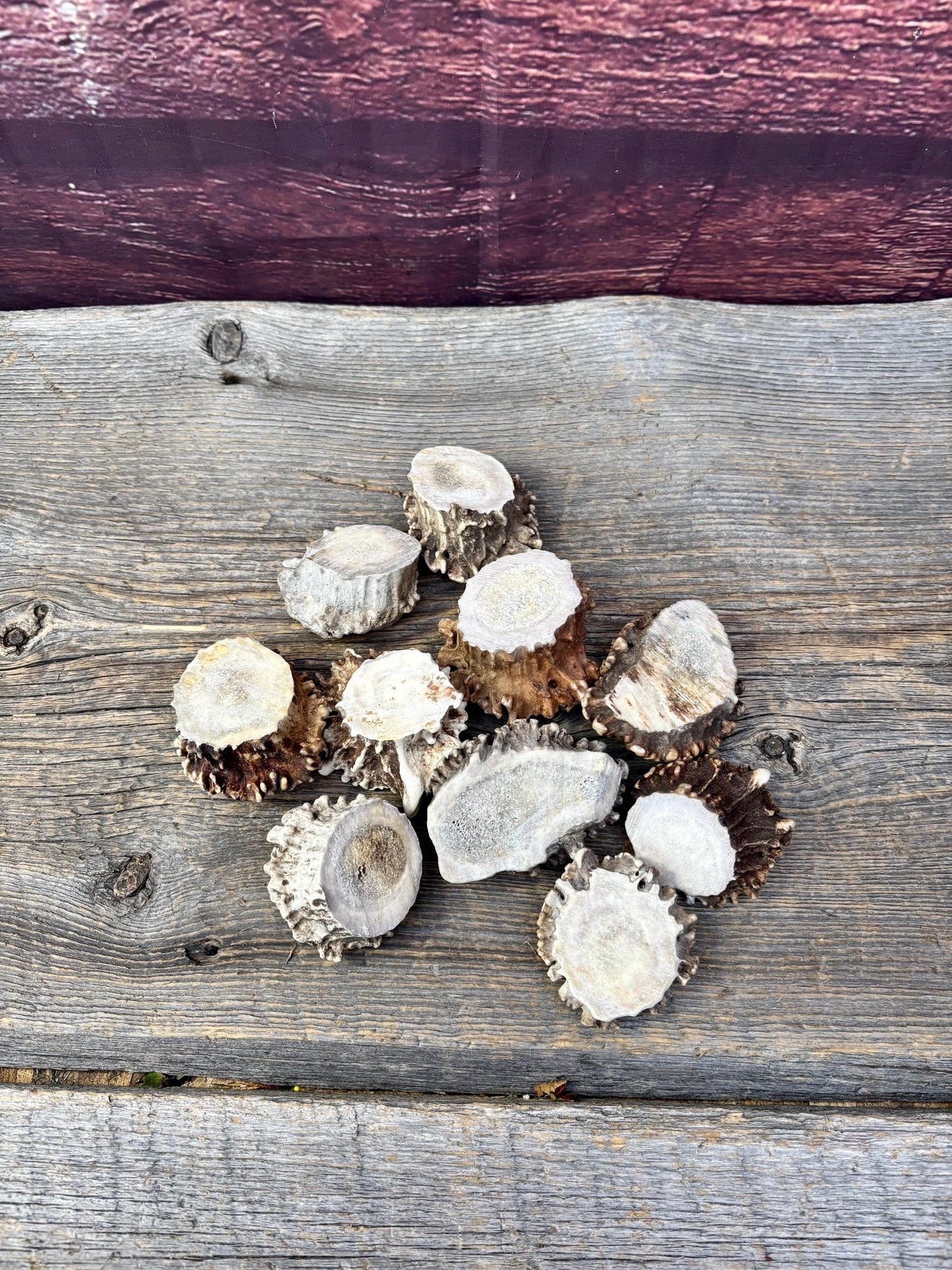 10 Large Deer Antler Rosettes. For Crafting, Decor and More