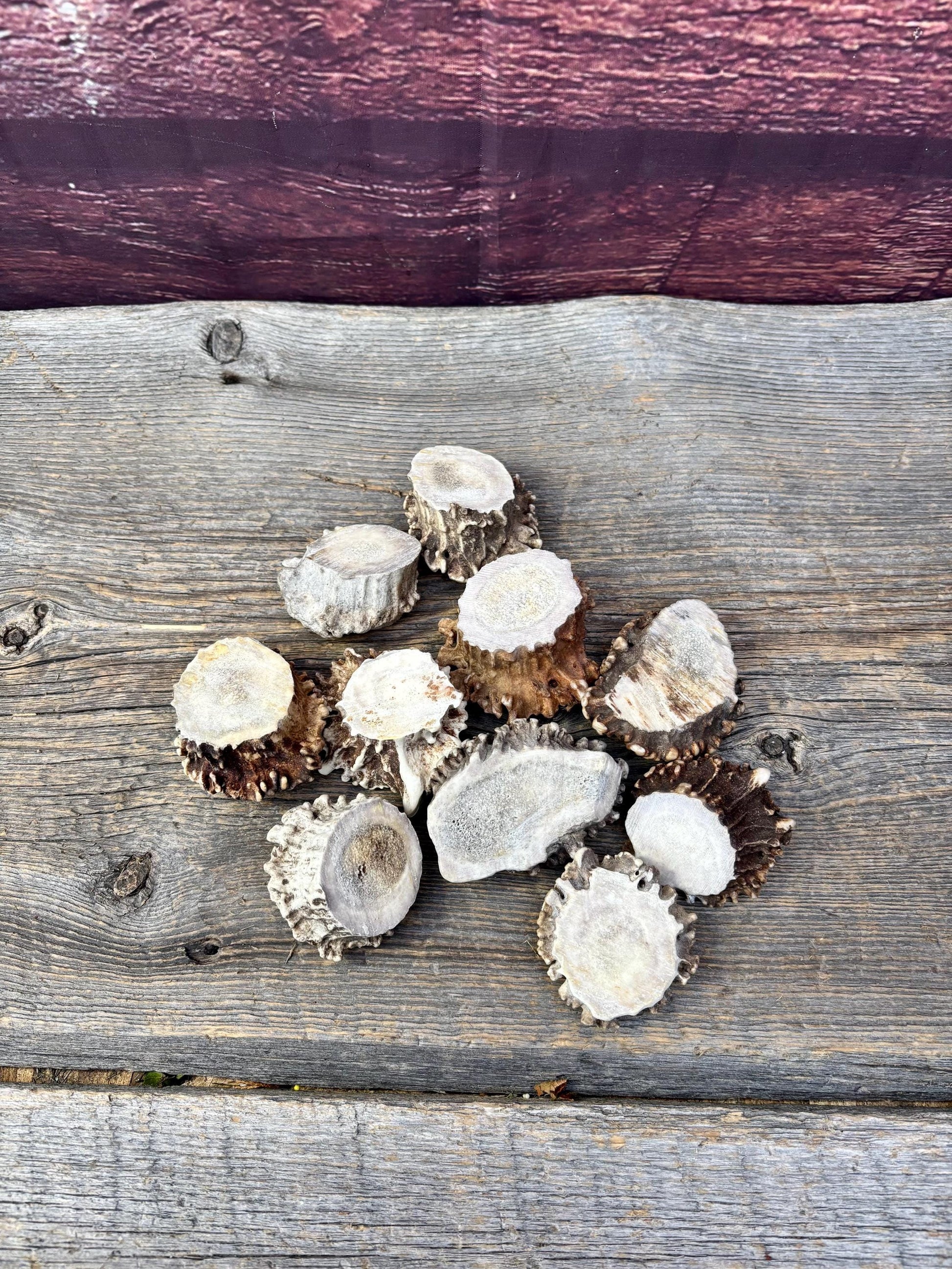 10 Large Deer Antler Rosettes. For Crafting, Decor and More