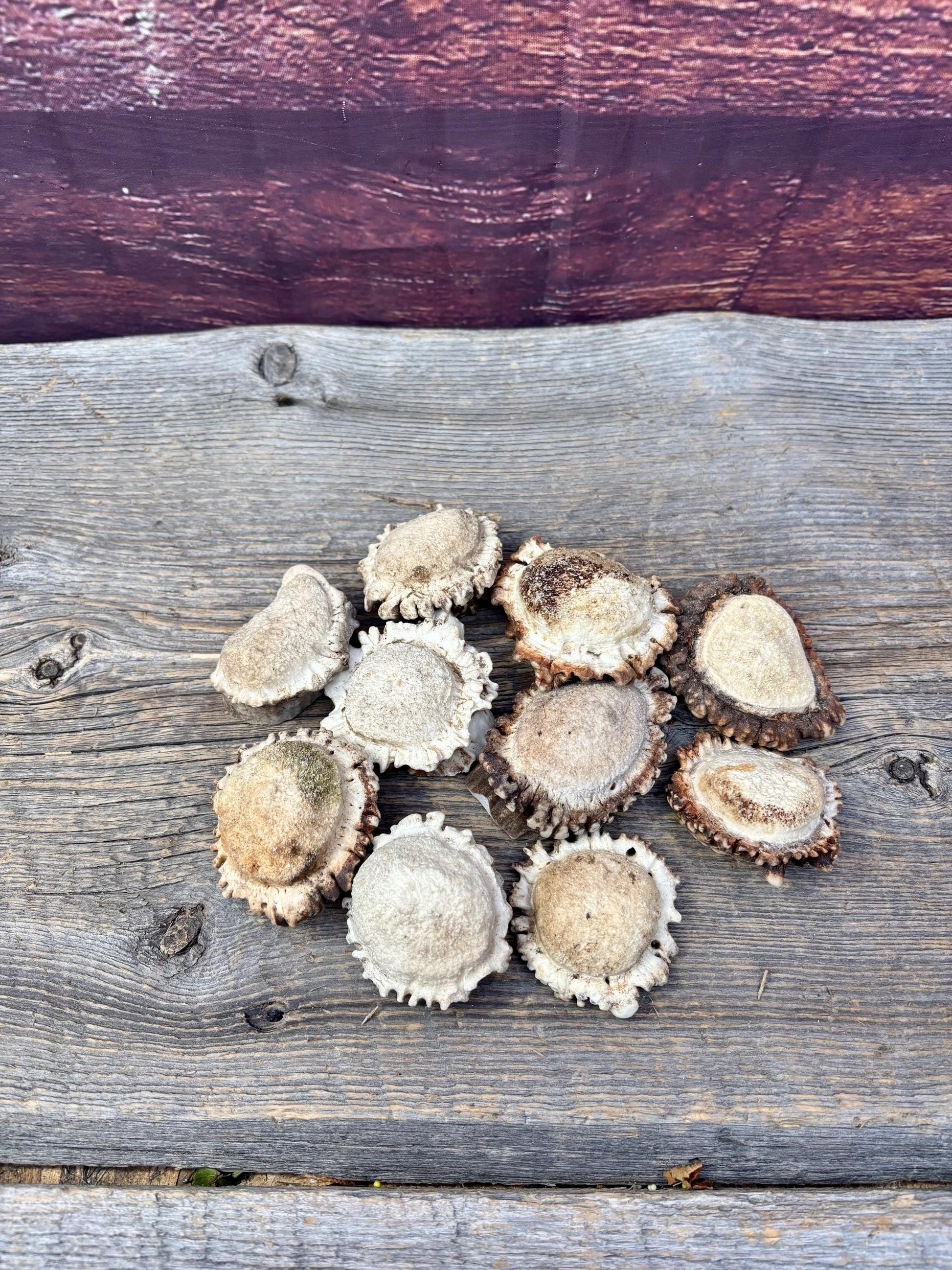 10 Large Deer Antler Rosettes. For Crafting, Decor and More