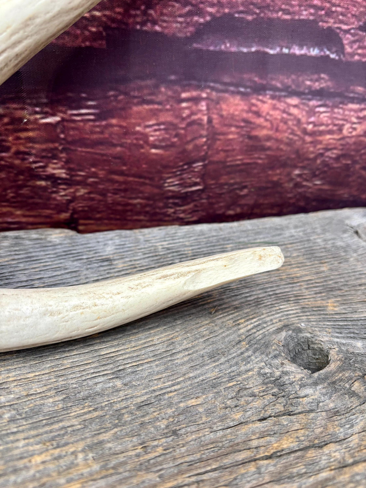 Wild, Droptine White-tailed Deer Antler - Perfect Display Antler. Self Standing.