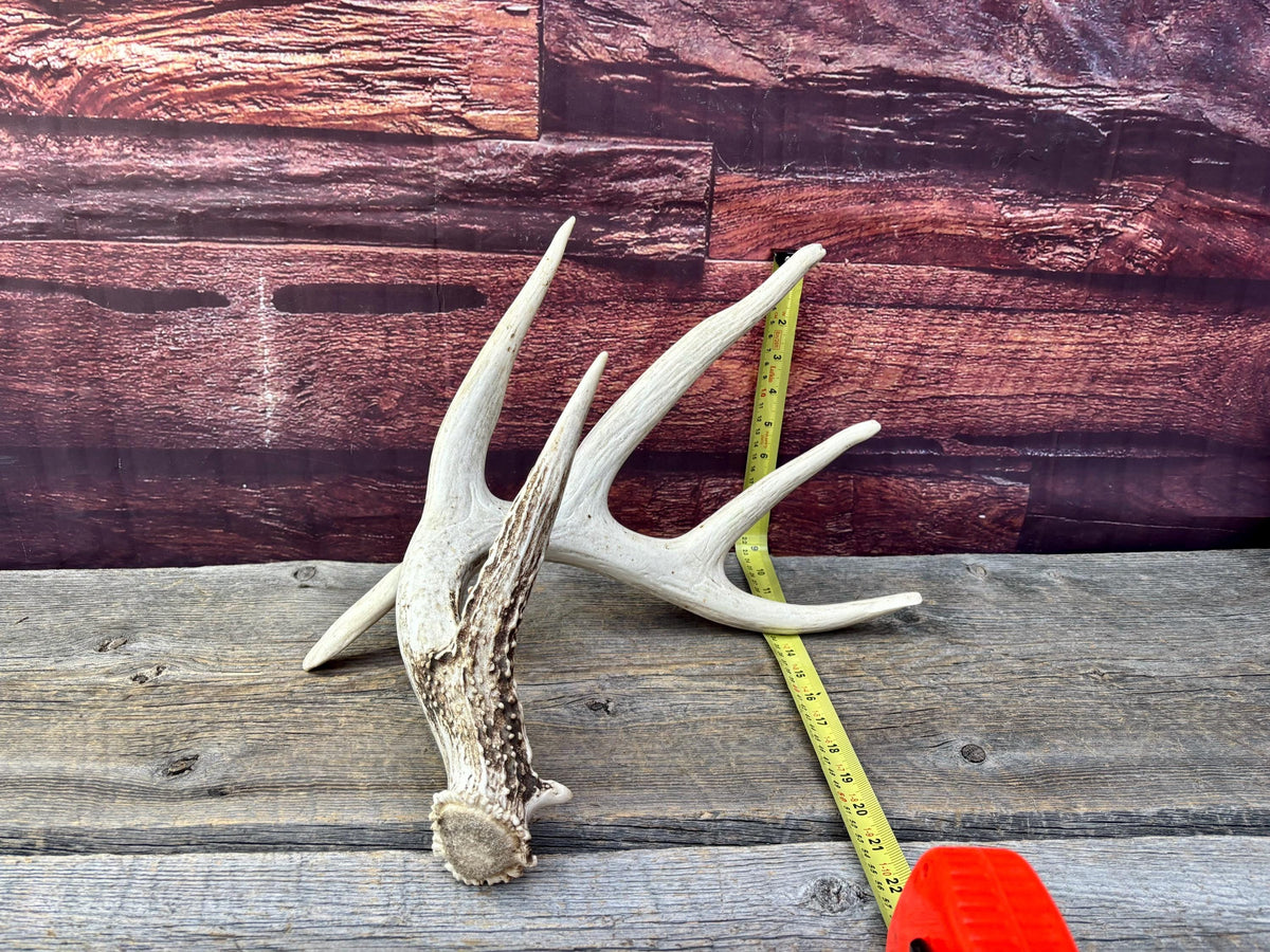 Wild, Droptine White-tailed Deer Antler - Perfect Display Antler. Self Standing.