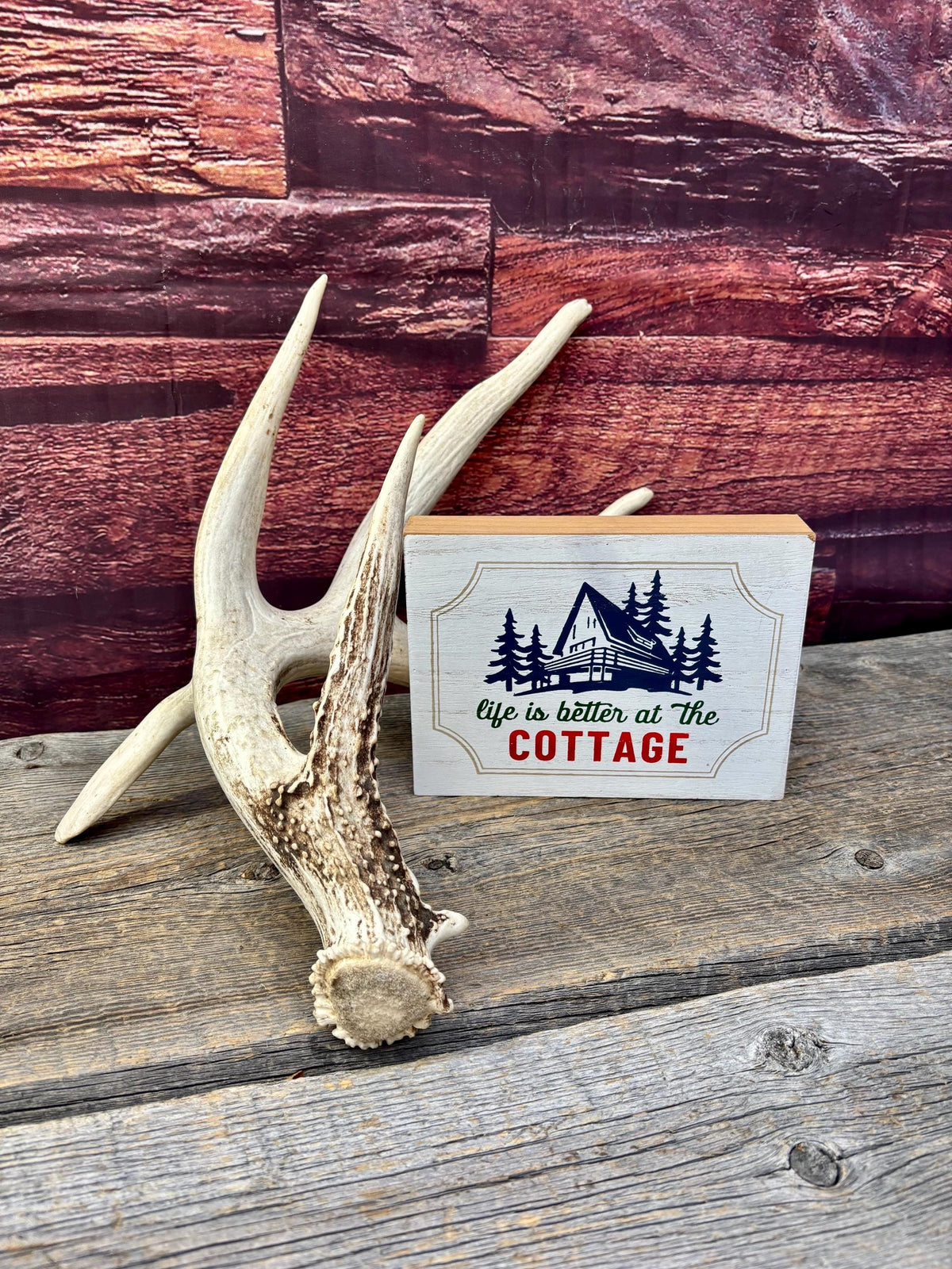 Wild, Droptine White-tailed Deer Antler - Perfect Display Antler. Self Standing.