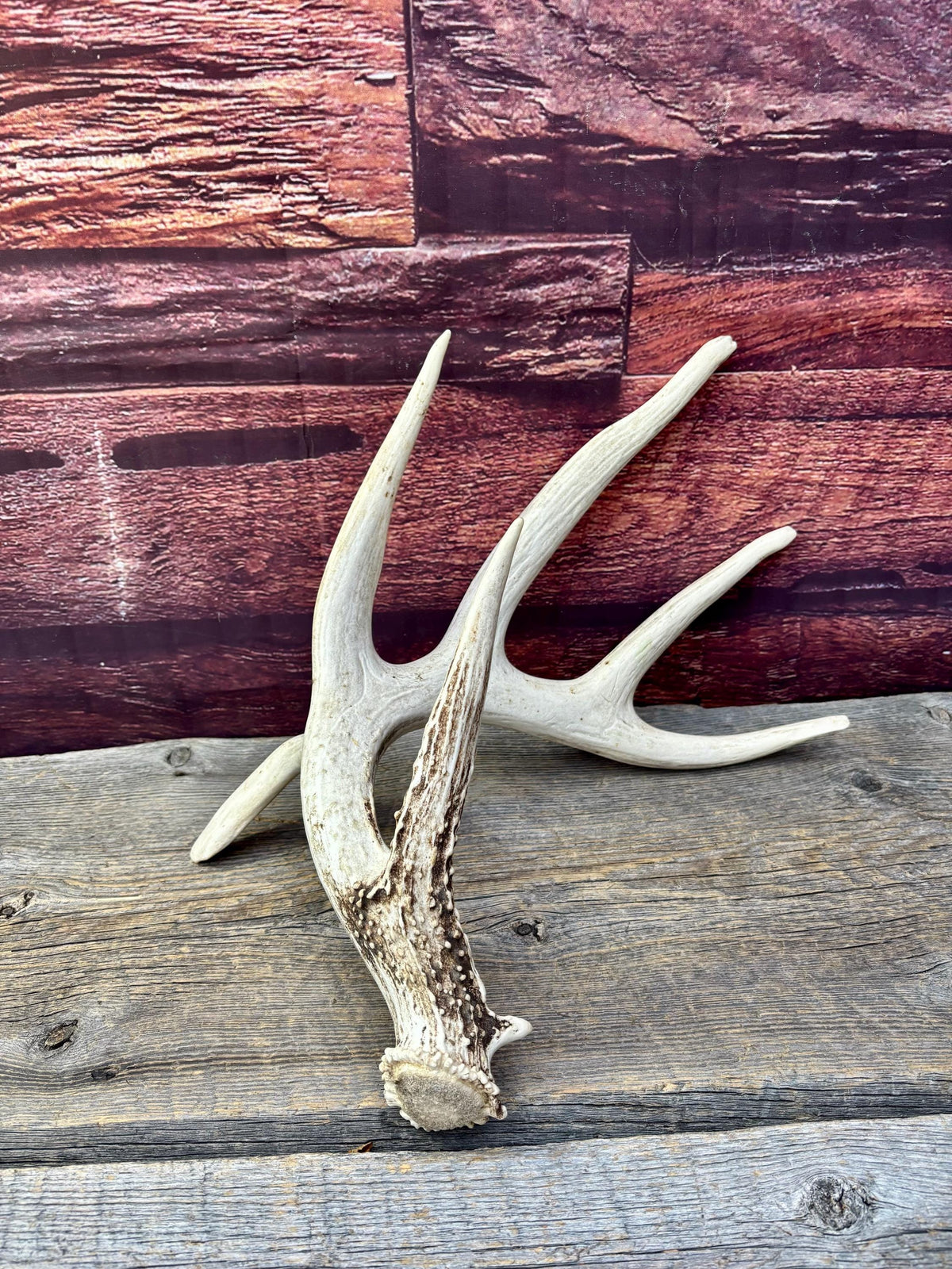 Wild, Droptine White-tailed Deer Antler - Perfect Display Antler. Self Standing.