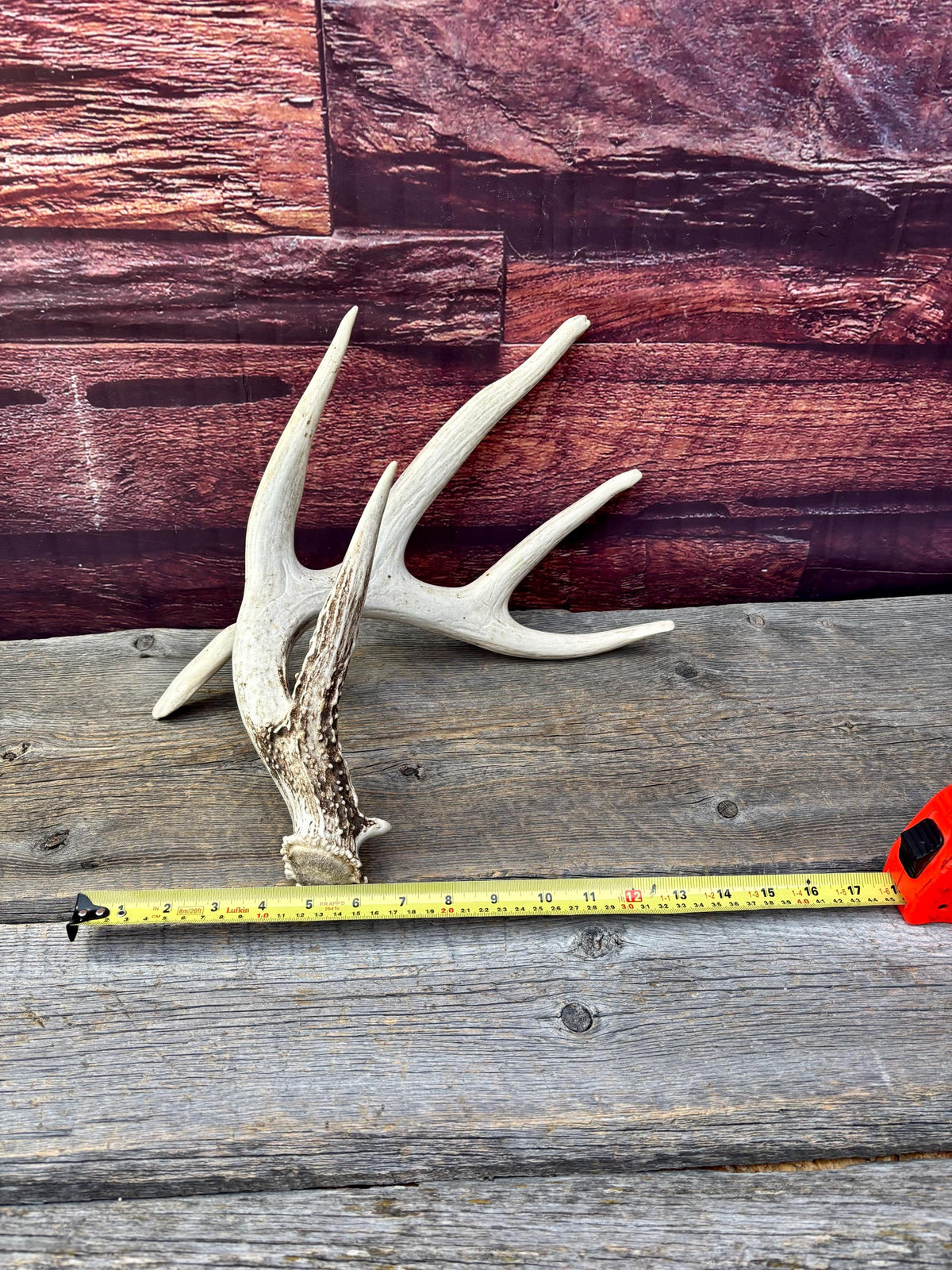 Wild, Droptine White-tailed Deer Antler - Perfect Display Antler. Self Standing.