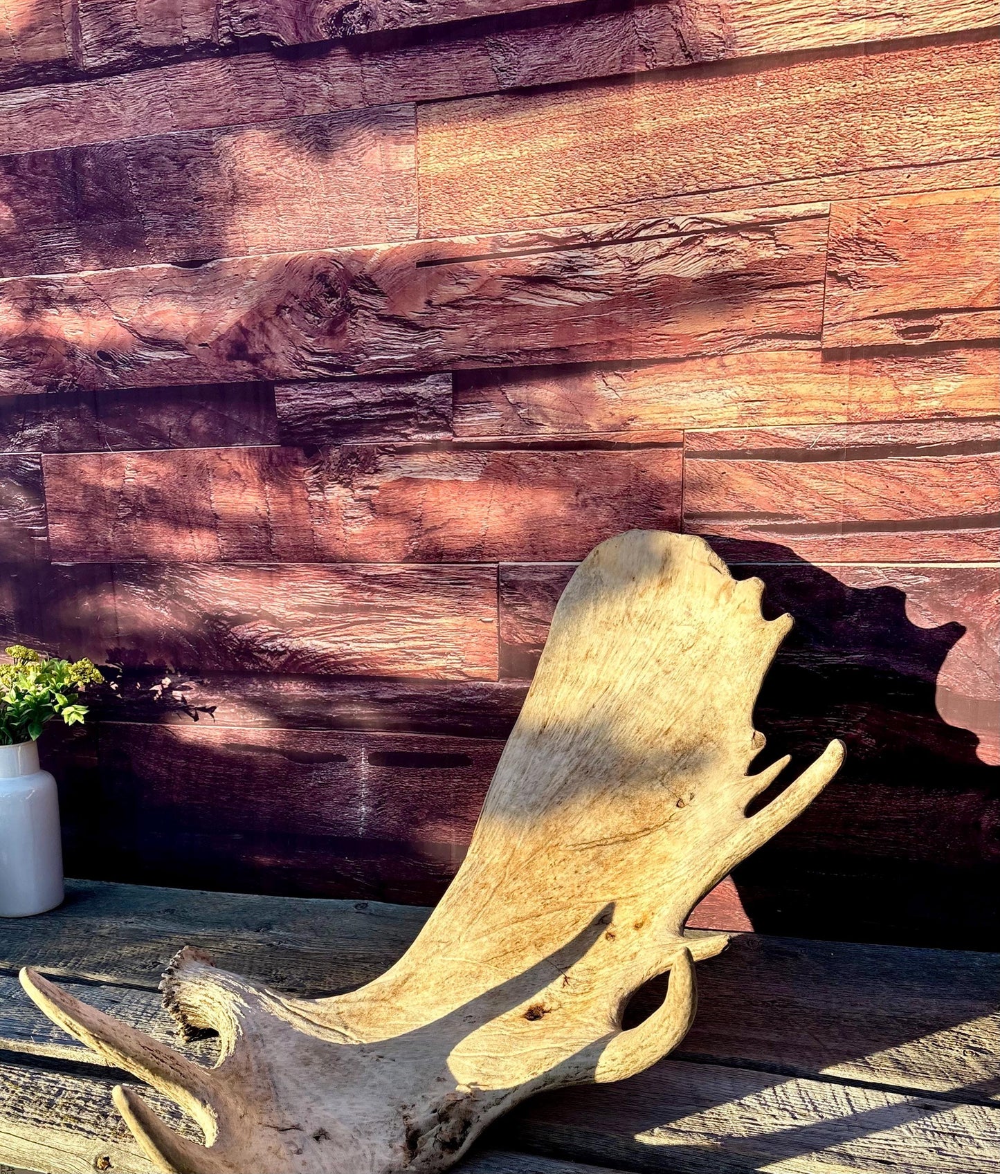 Huge Moose Antler. For Crafting, Decor and More.