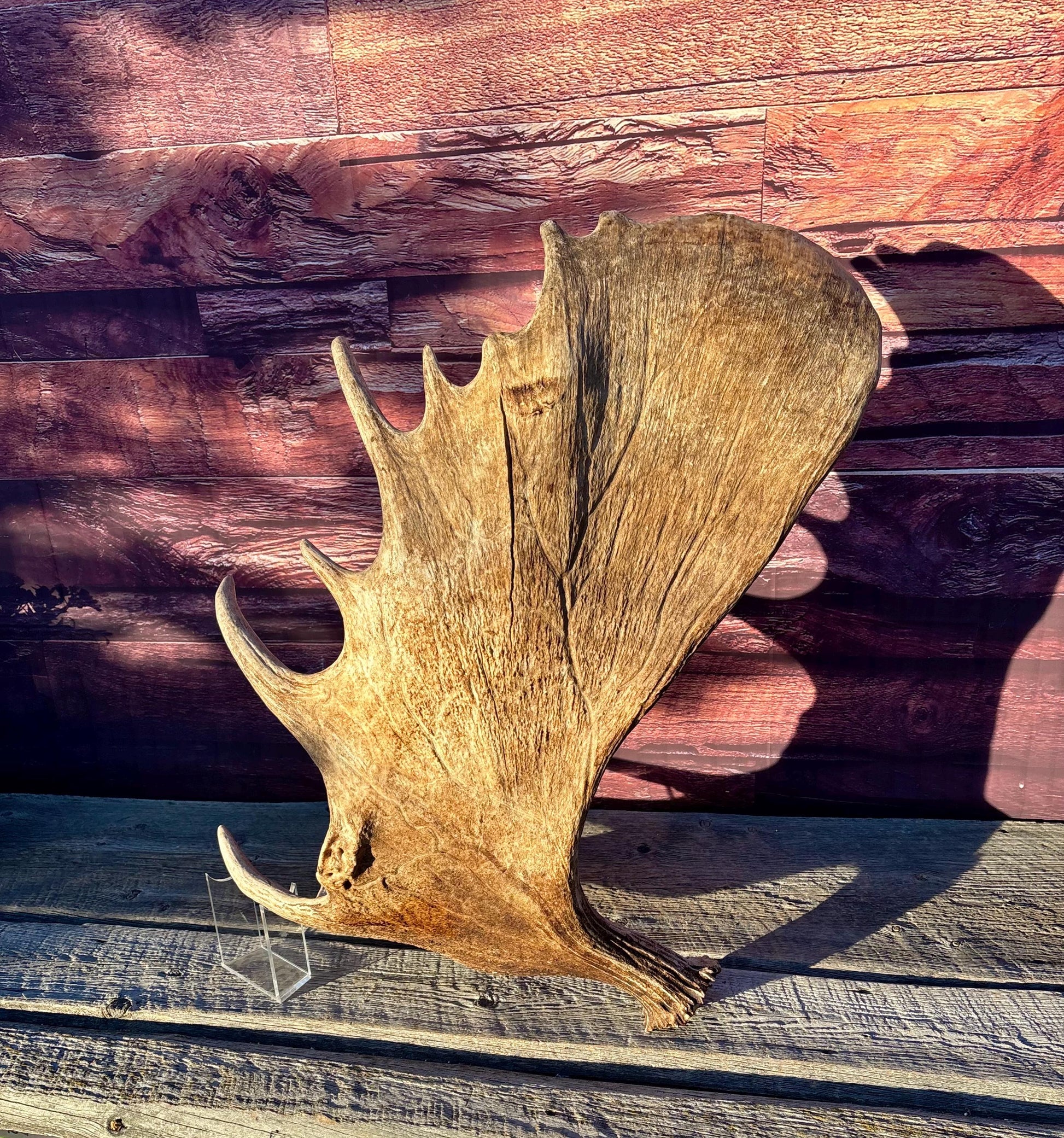 Huge Moose Antler. For Crafting, Decor and More.