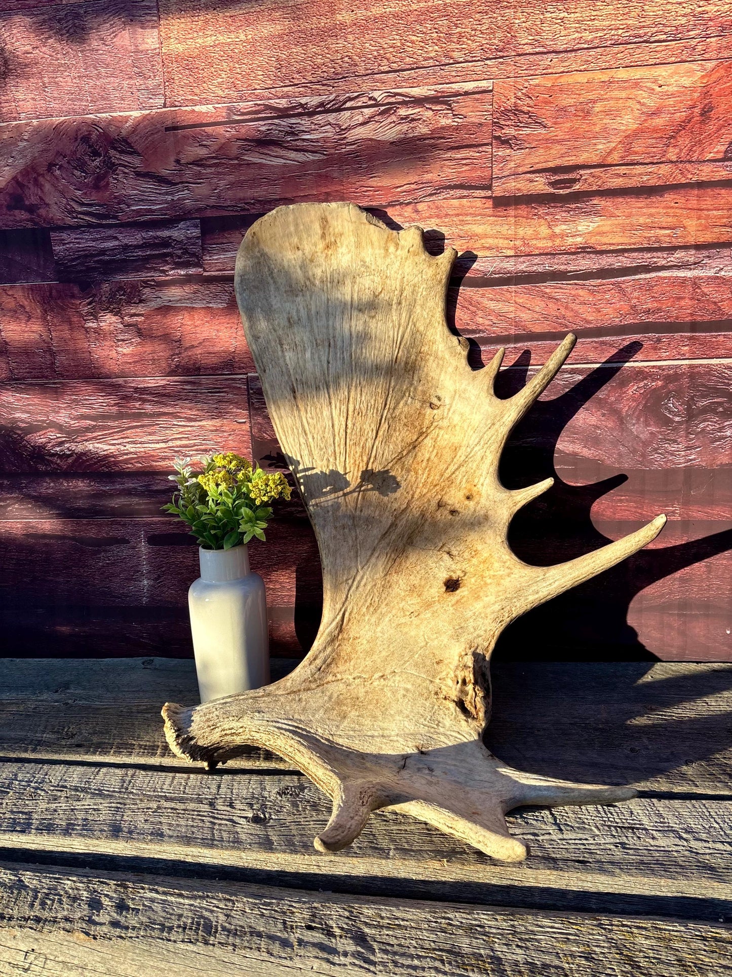 Huge Moose Antler. For Crafting, Decor and More.