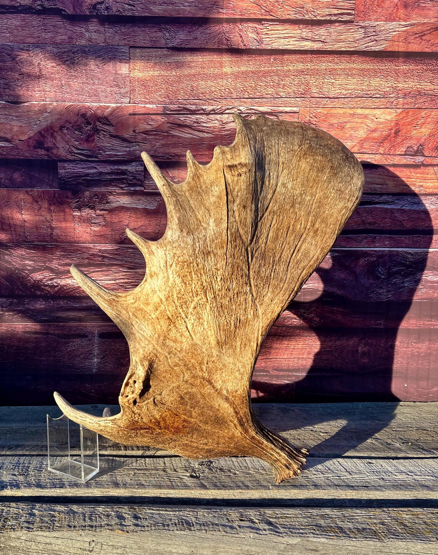Huge Moose Antler. For Crafting, Decor and More.