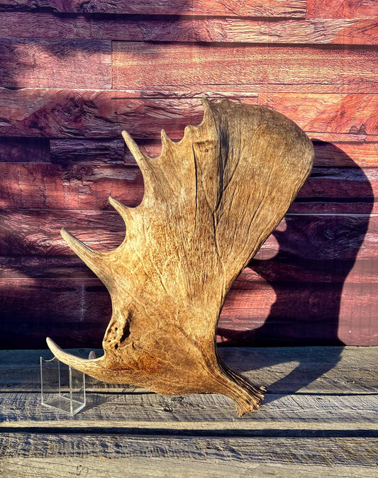 Huge Moose Antler. For Crafting, Decor and More.