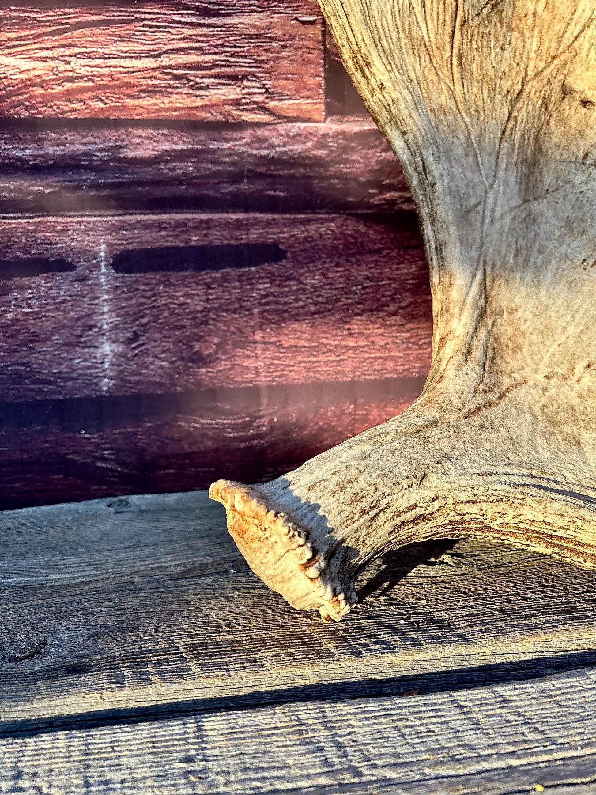 Huge Moose Antler. For Crafting, Decor and More.