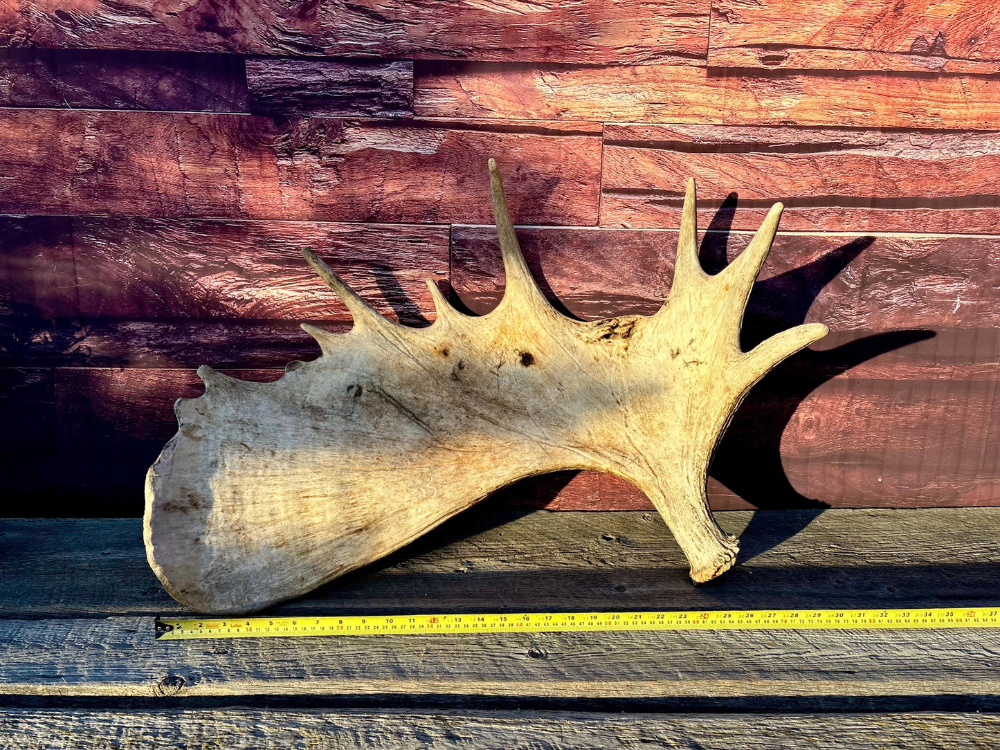 Huge Moose Antler. For Crafting, Decor and More.