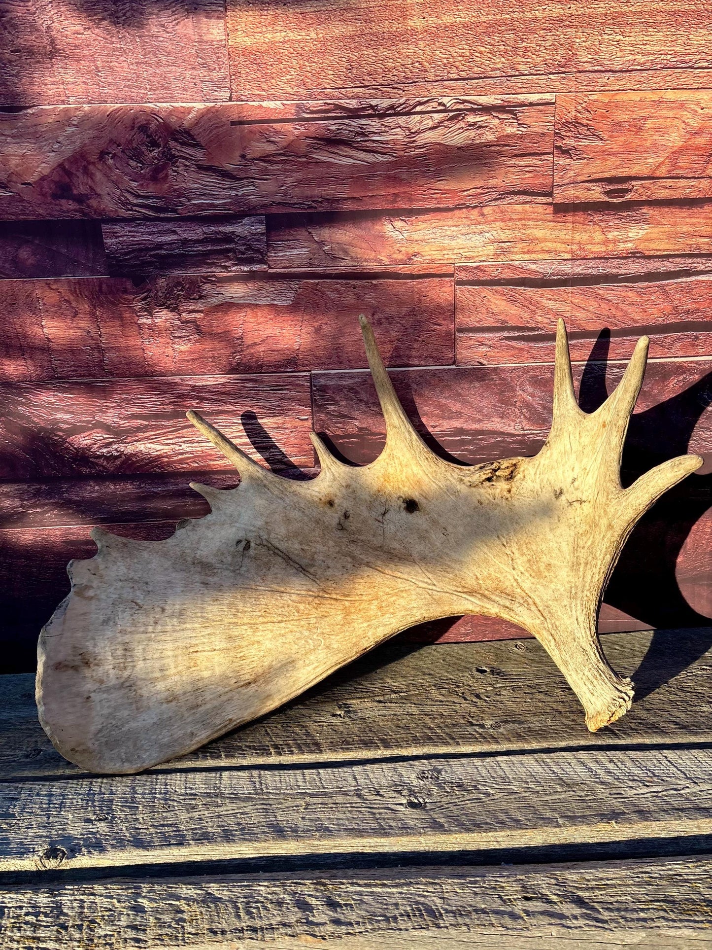 Huge Moose Antler. For Crafting, Decor and More.