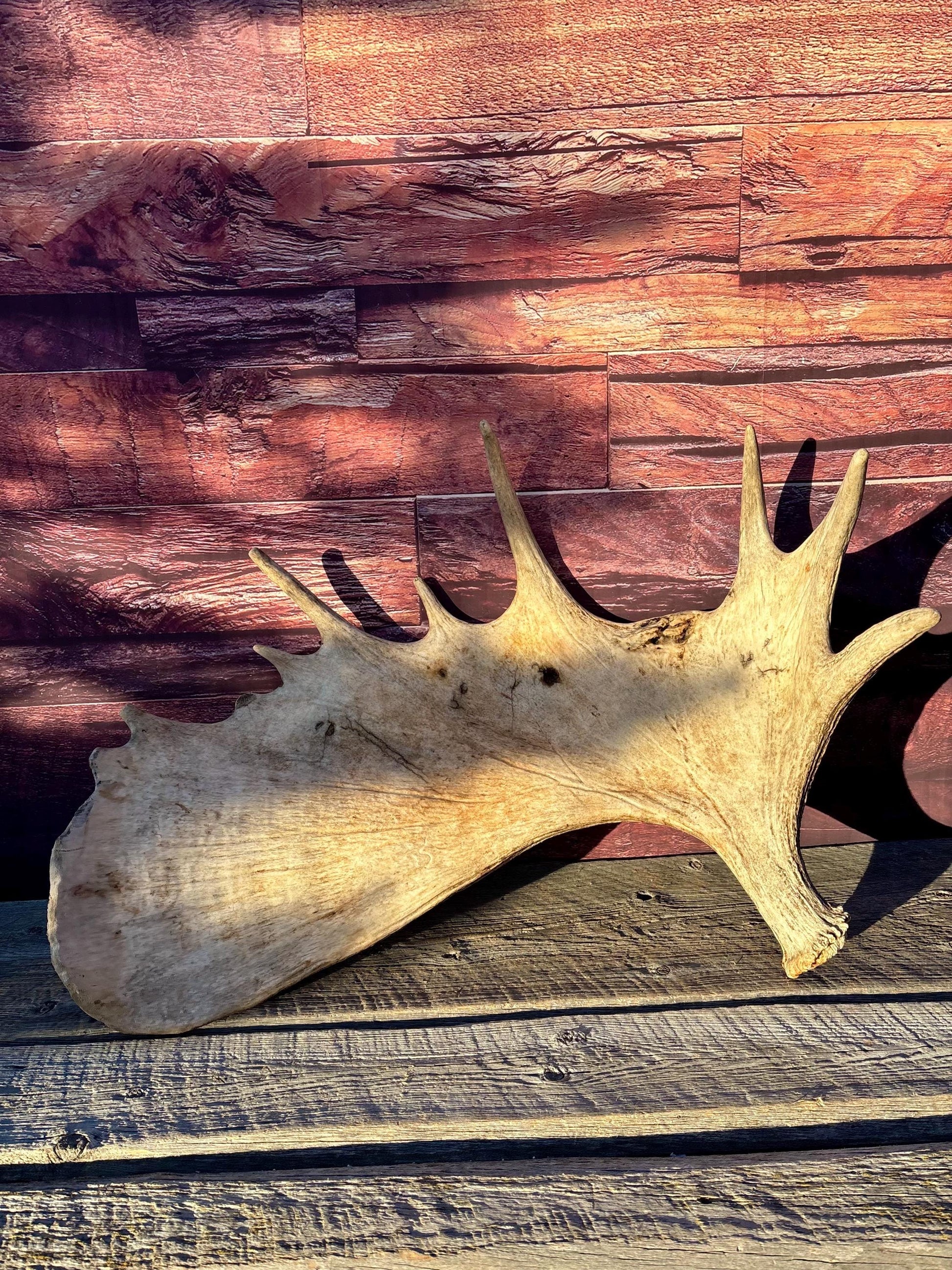 Huge Moose Antler. For Crafting, Decor and More.