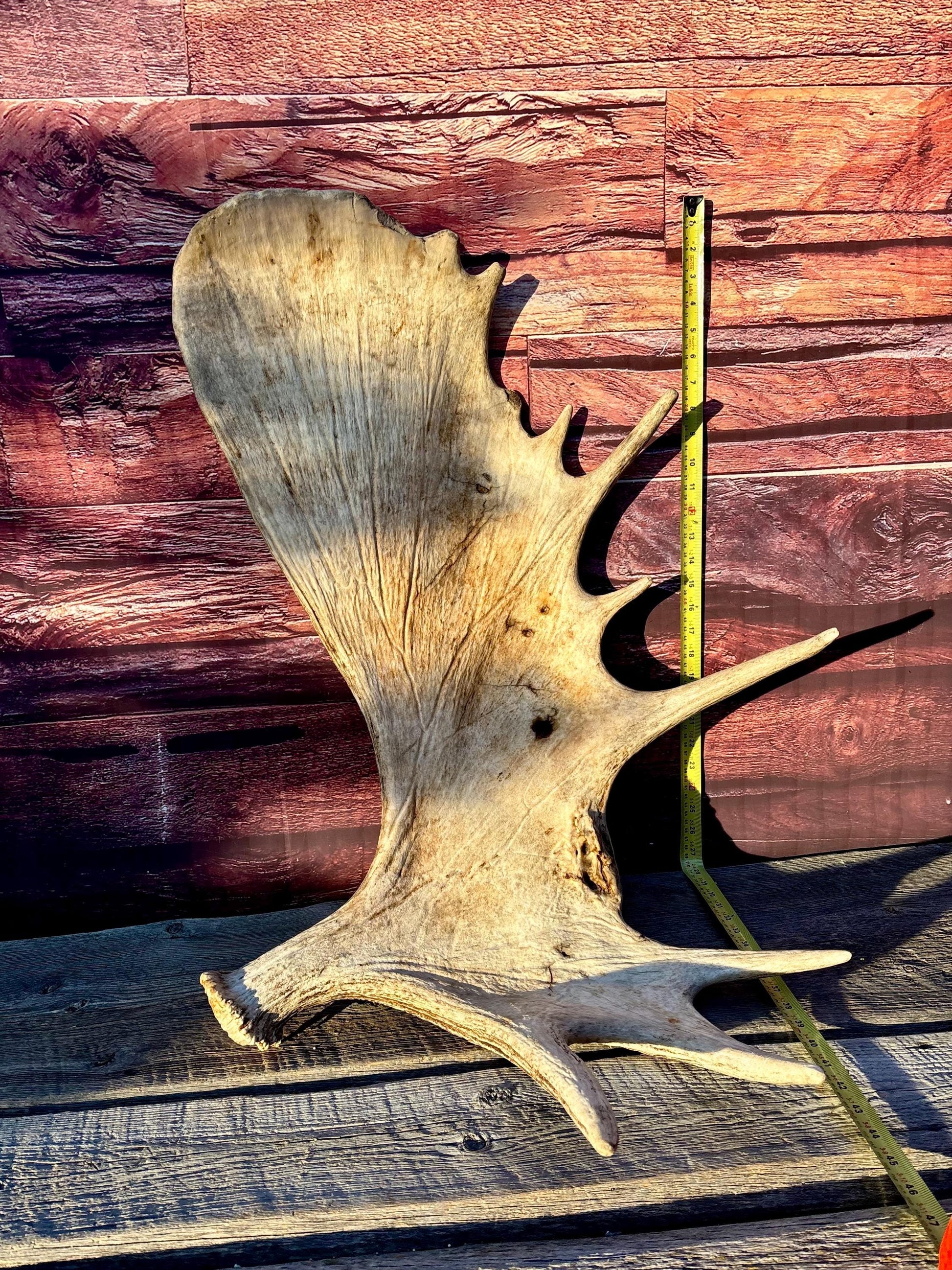 Huge Moose Antler. For Crafting, Decor and More.