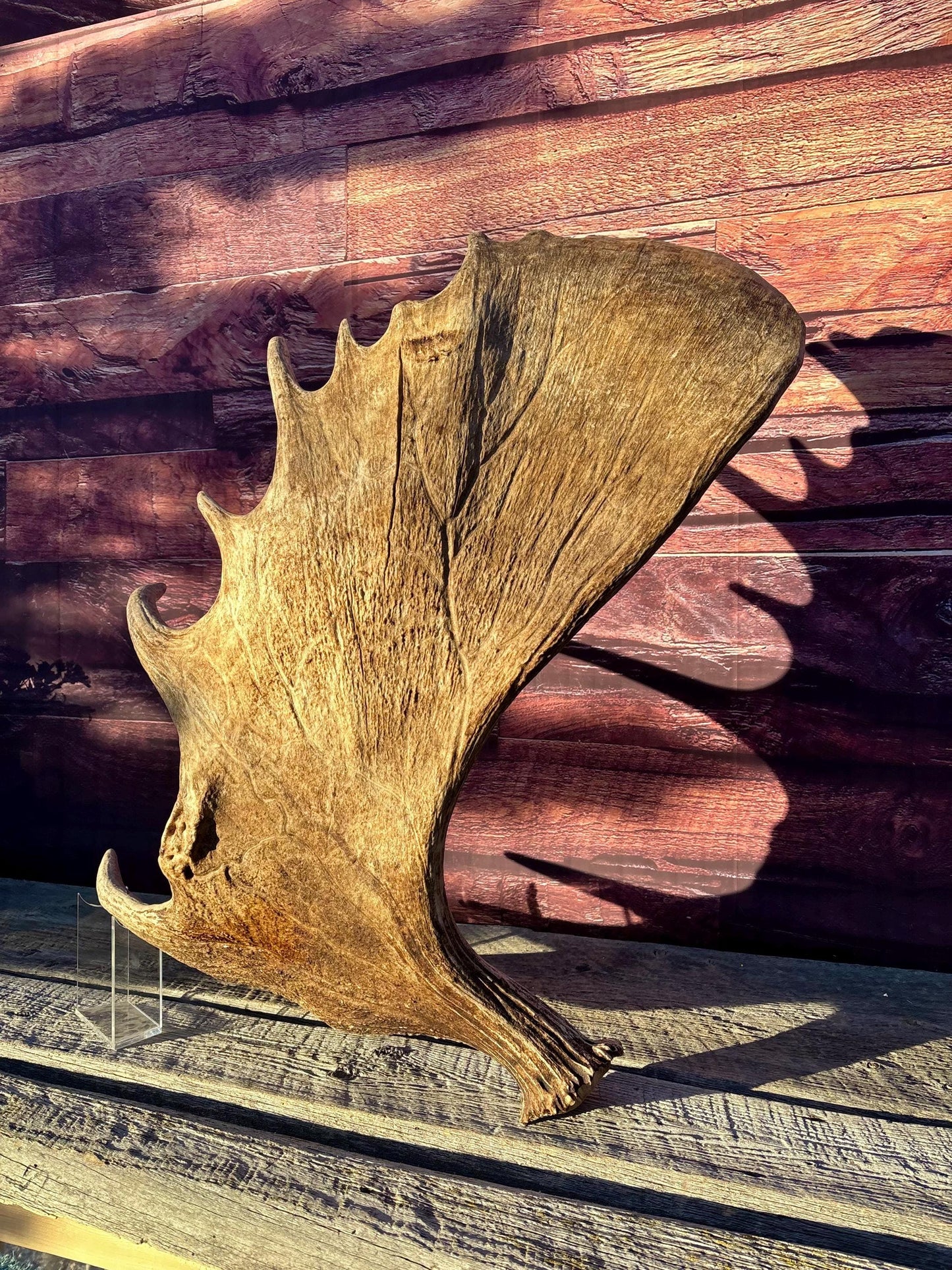 Huge Moose Antler. For Crafting, Decor and More.