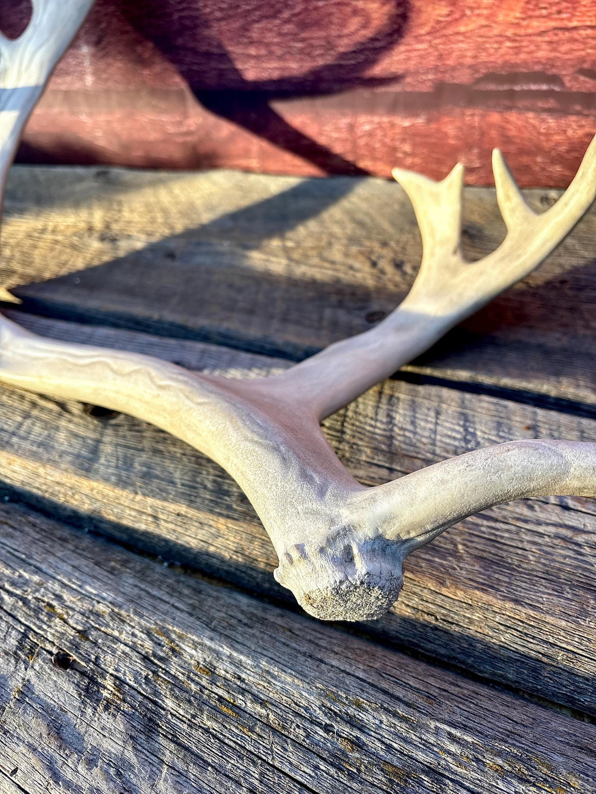 Reindeer Antler! Massive Bull Caribou Antler - Unique Home Decor or Crafting Item.