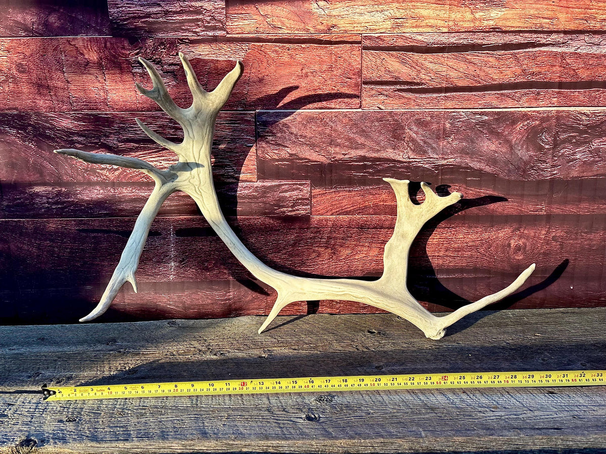 Reindeer Antler! Massive Bull Caribou Antler - Unique Home Decor or Crafting Item.