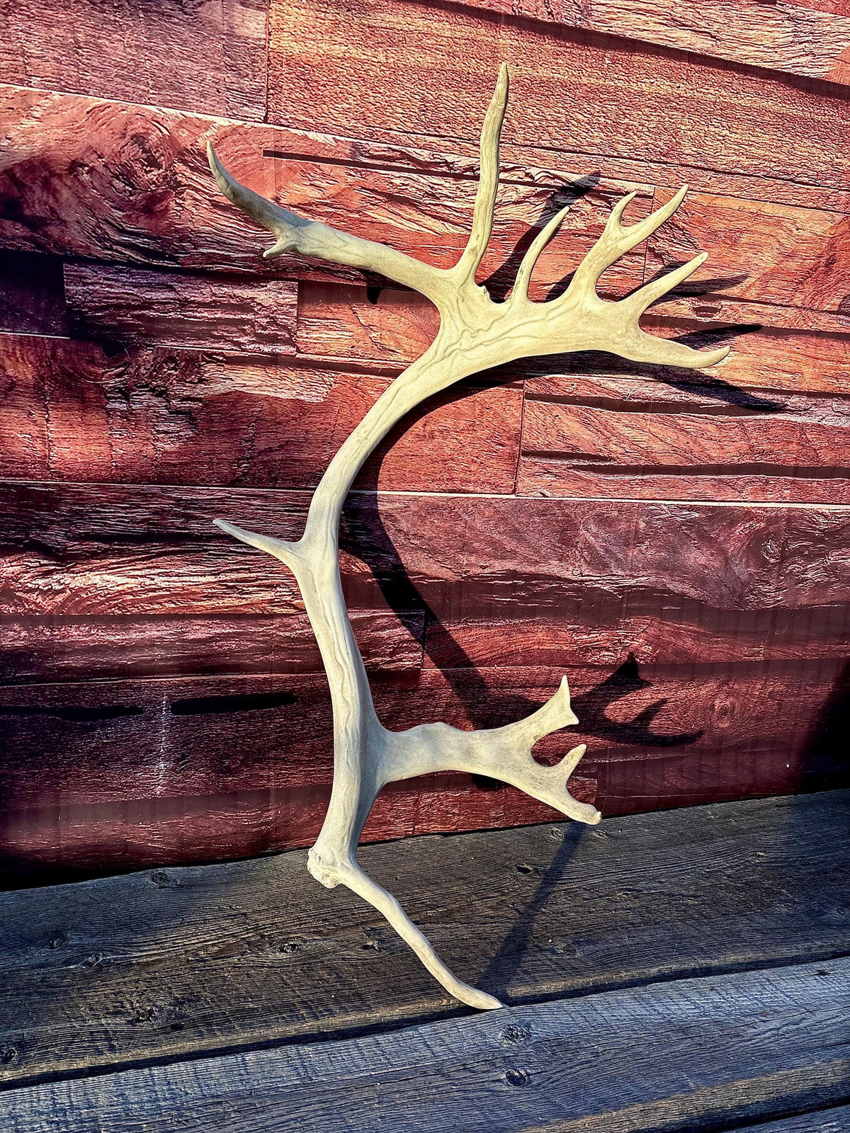 Reindeer Antler! Massive Bull Caribou Antler - Unique Home Decor or Crafting Item.