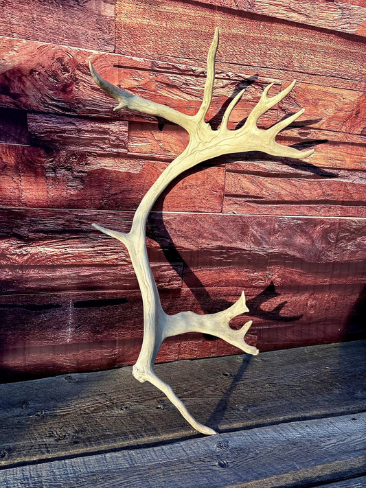 Reindeer Antler! Massive Bull Caribou Antler - Unique Home Decor or Crafting Item.